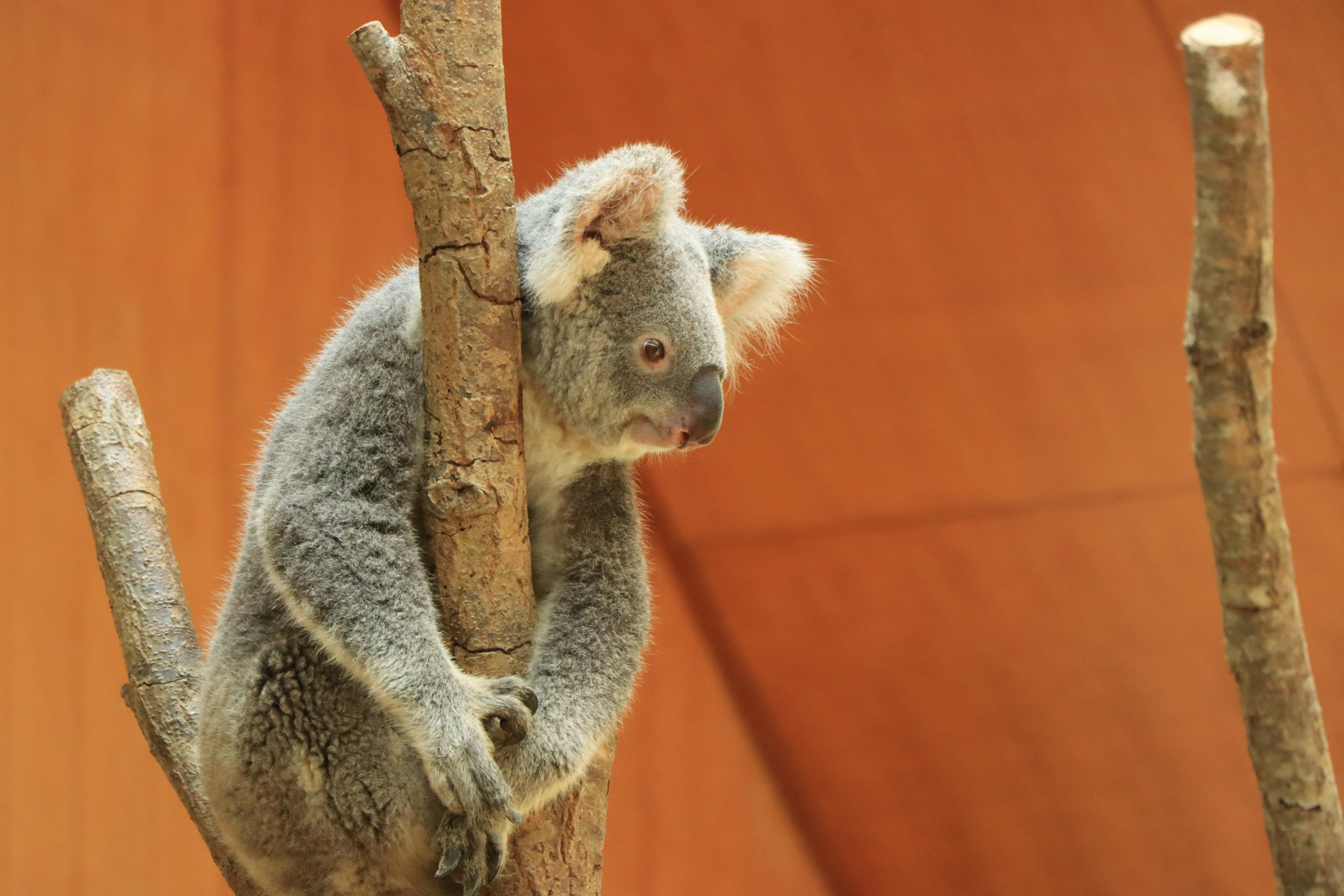 Seekor koala lucu bersandar pada dahan pohon