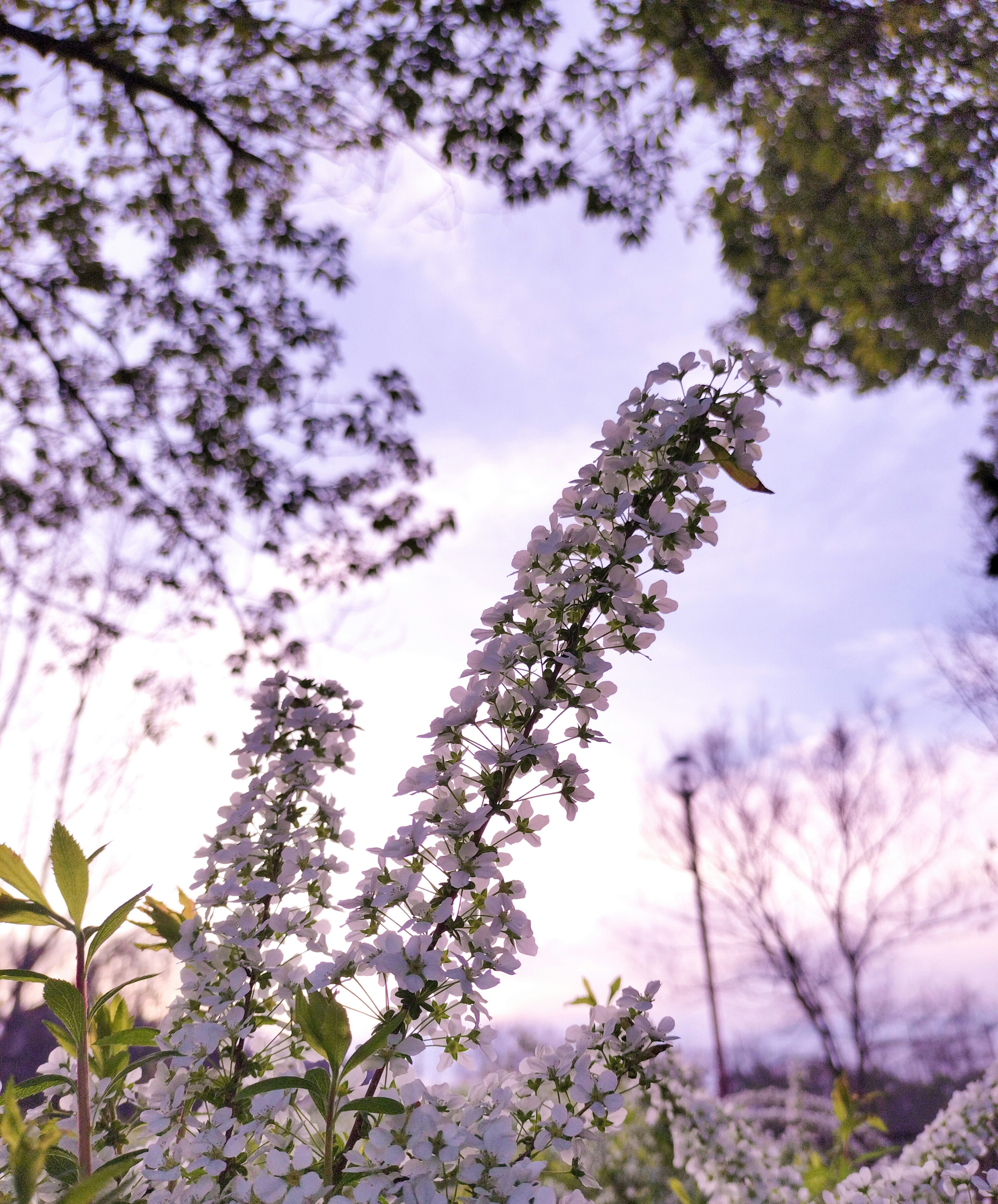 Primo piano di una pianta fiorita con fiori bianchi su sfondo di cielo viola tenue, atmosfera primaverile