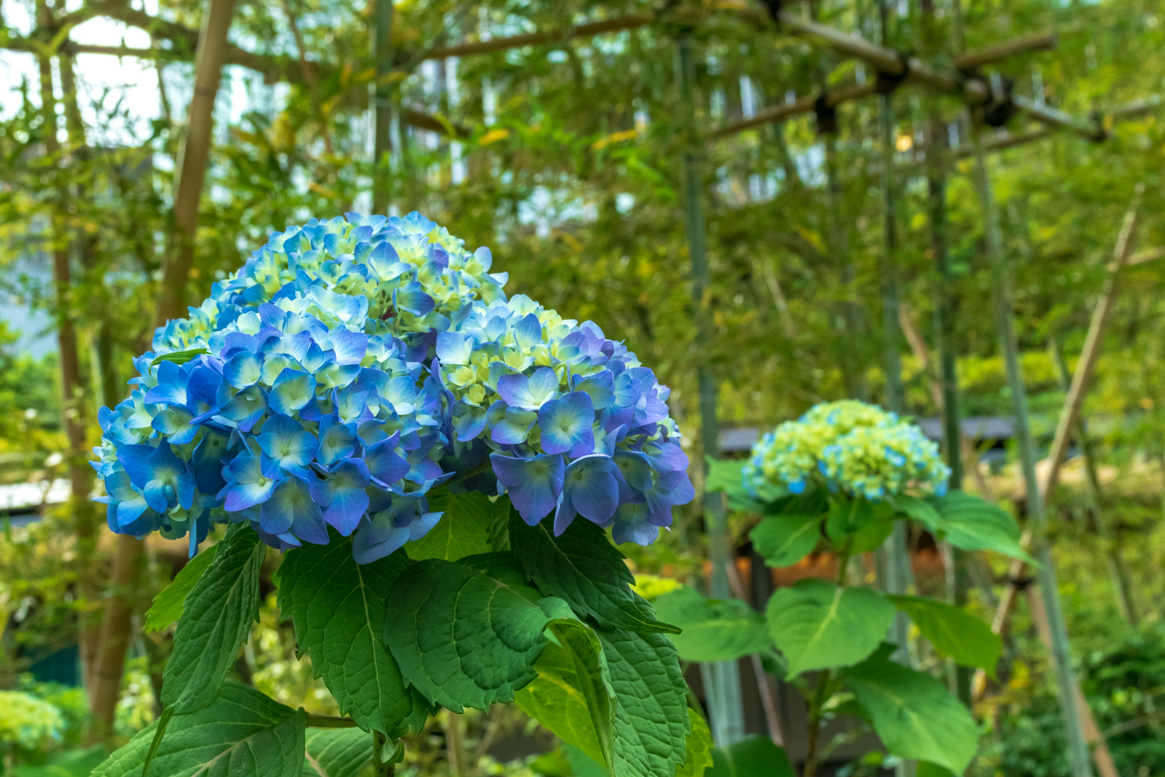 青と緑の美しいアジサイの花が咲いている