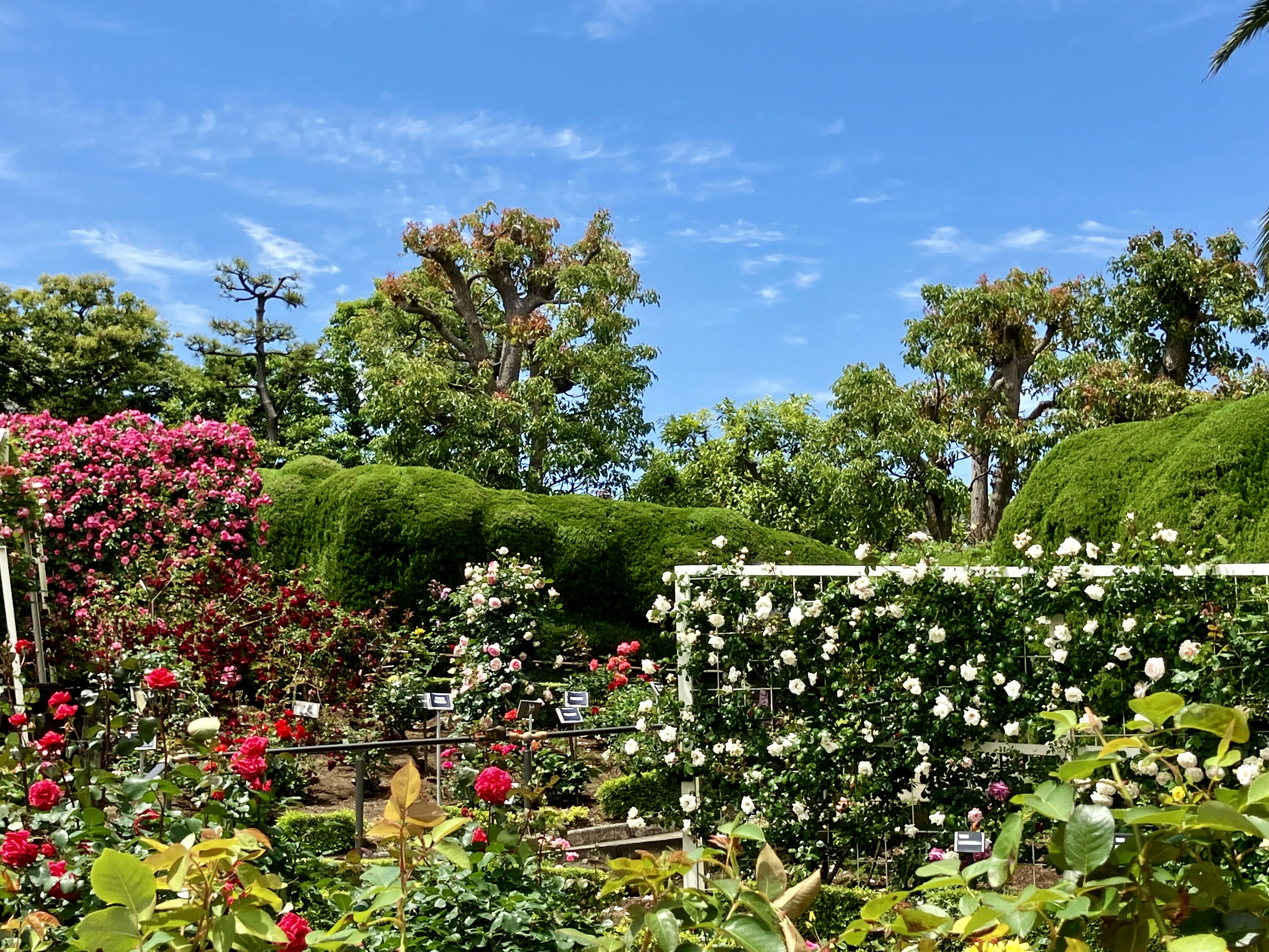 色とりどりの花々が咲き誇る庭の風景青空と緑の木々が背景に広がる