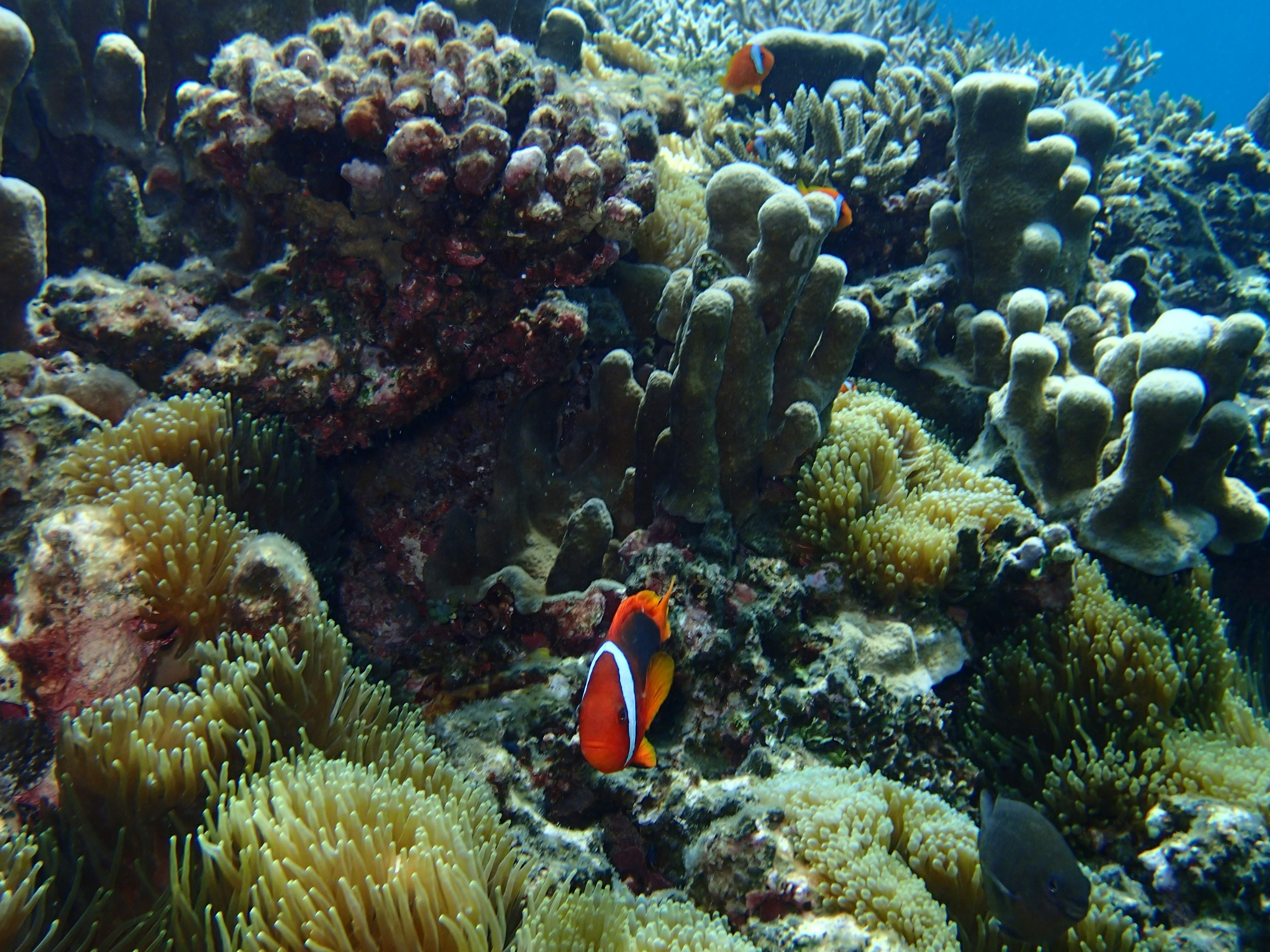 Scène sous-marine colorée avec des récifs coralliens et un poisson clown