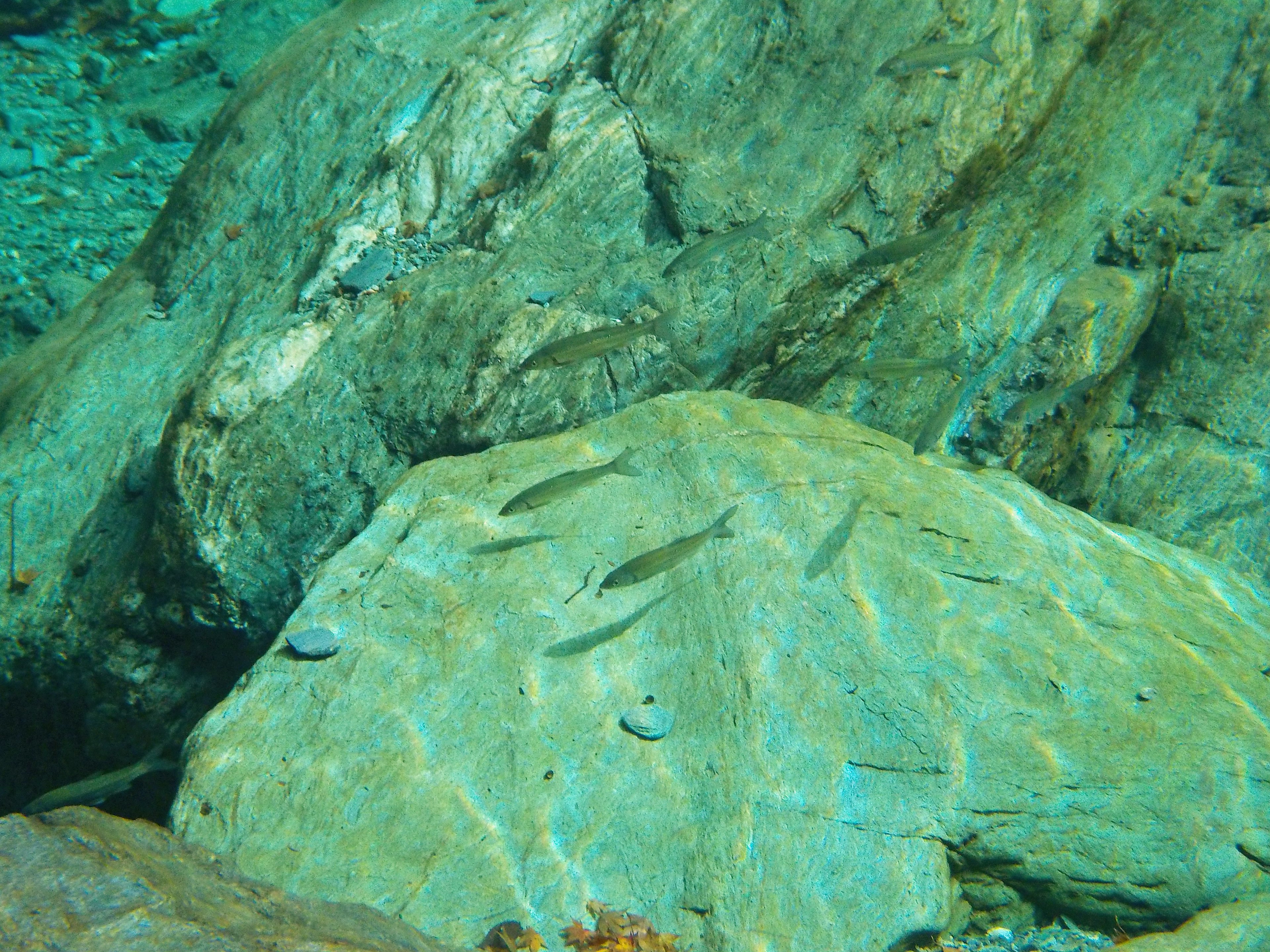 Fish swimming over a rocky surface in clear blue water