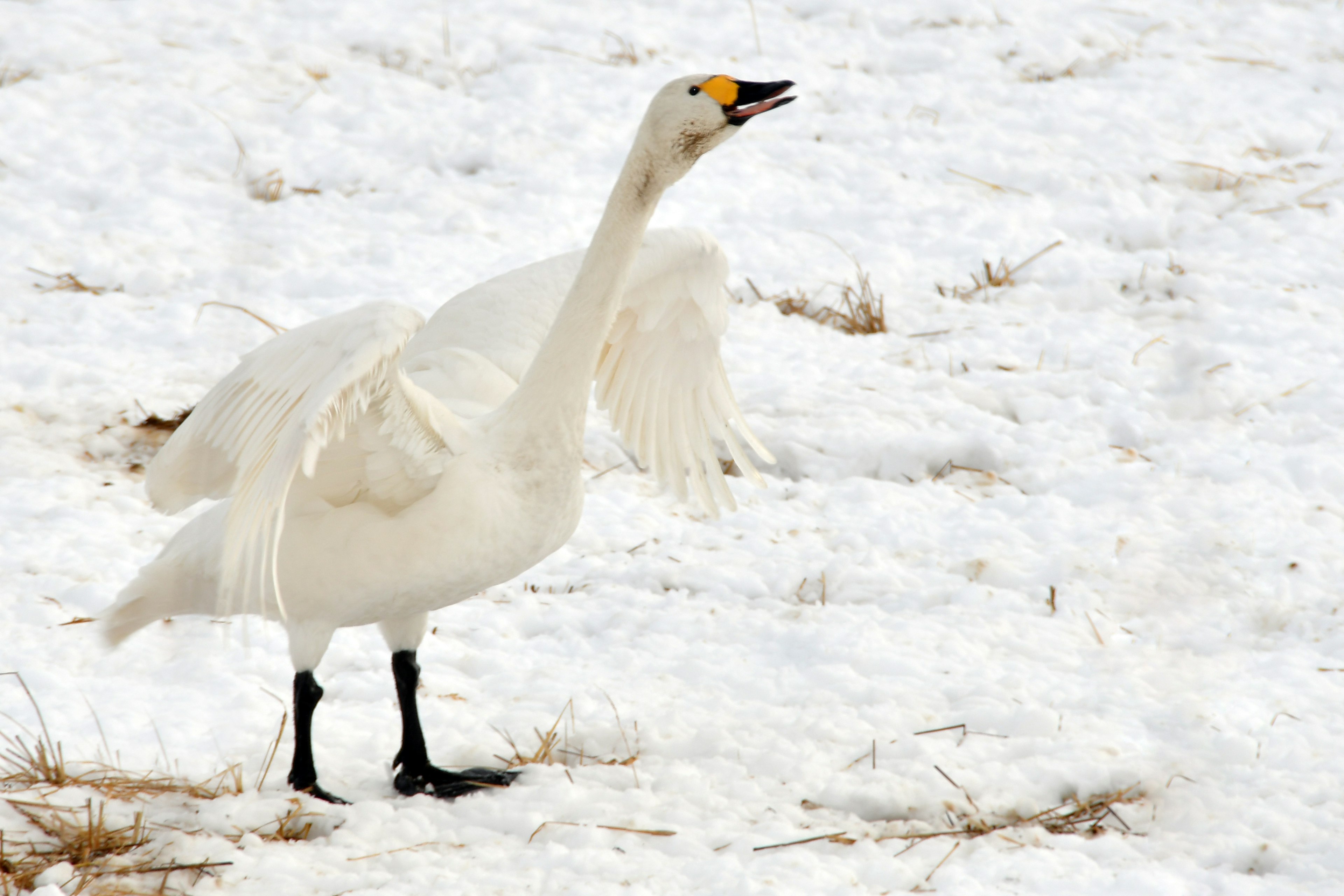 Un cisne blanco de pie sobre la nieve llamando