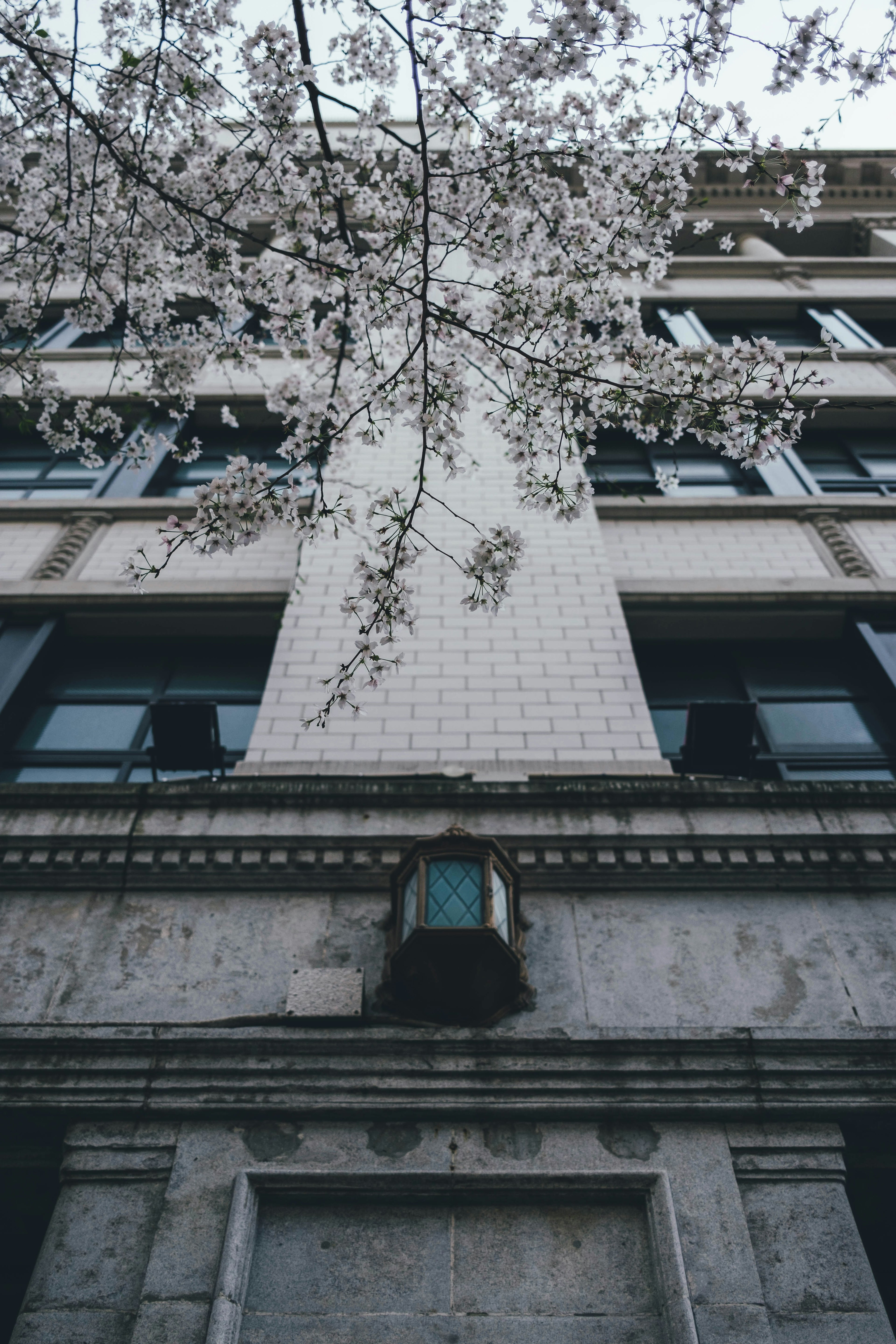 Pemandangan gedung dengan bunga sakura terlihat dari bawah