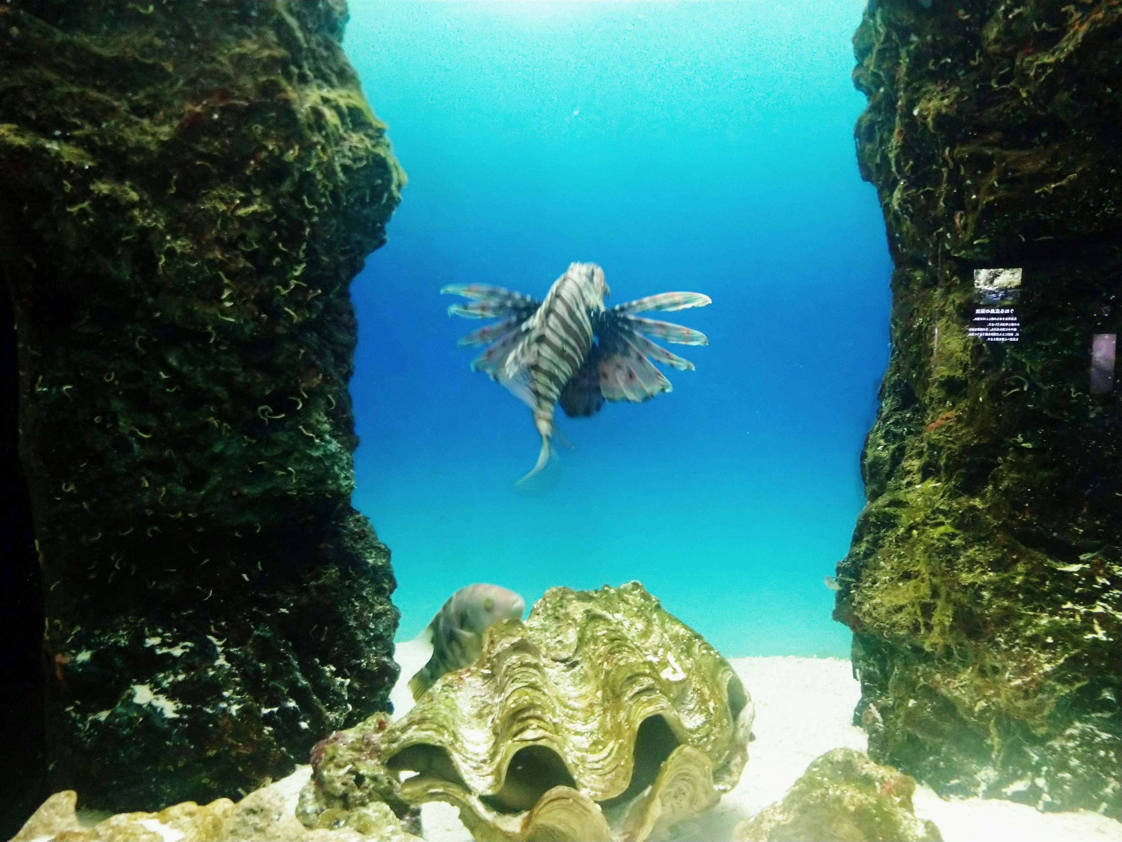 Striped fish swimming in blue water with rocks