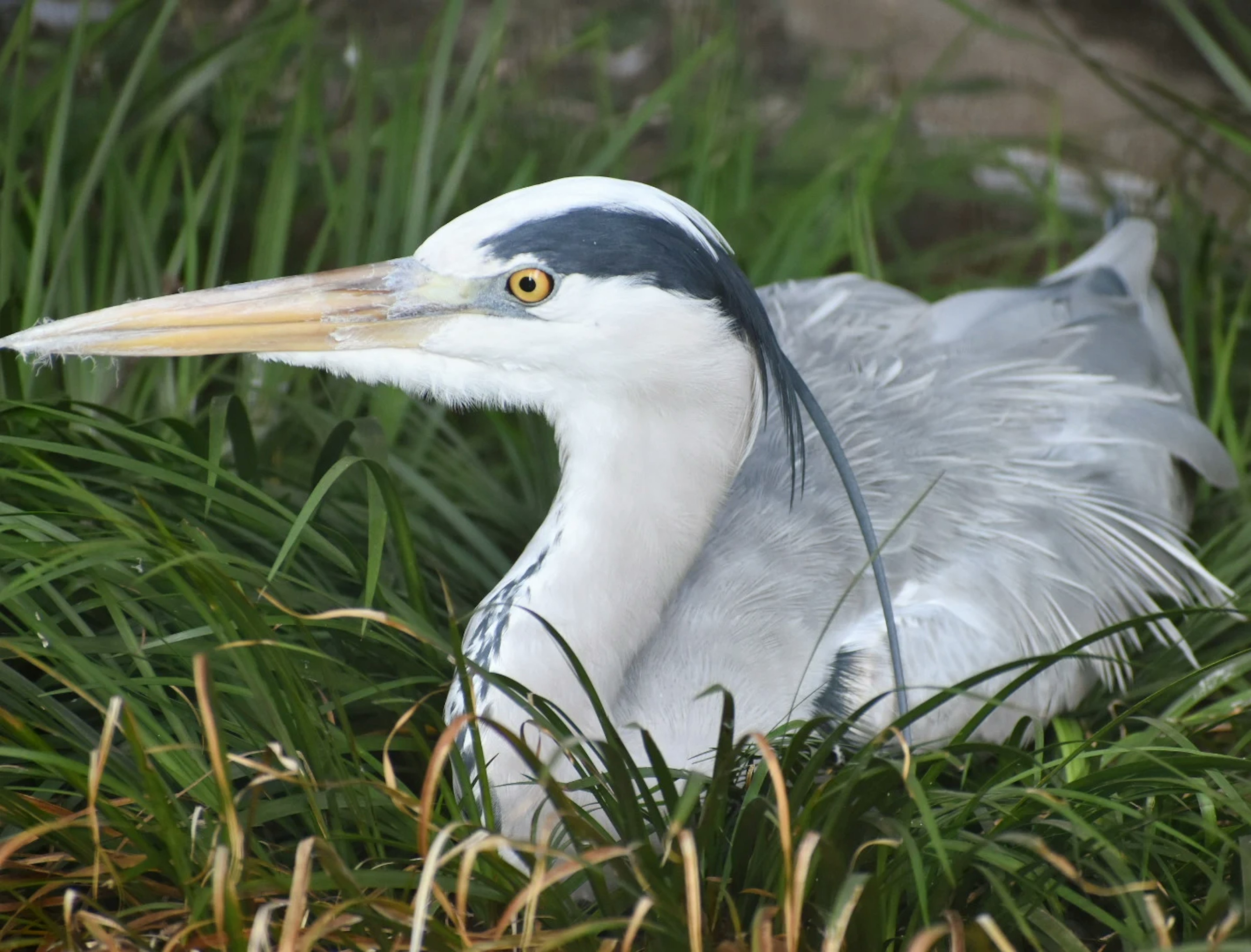 Un héron cendré avec une tête bleue et un long bec reposant parmi l'herbe verte