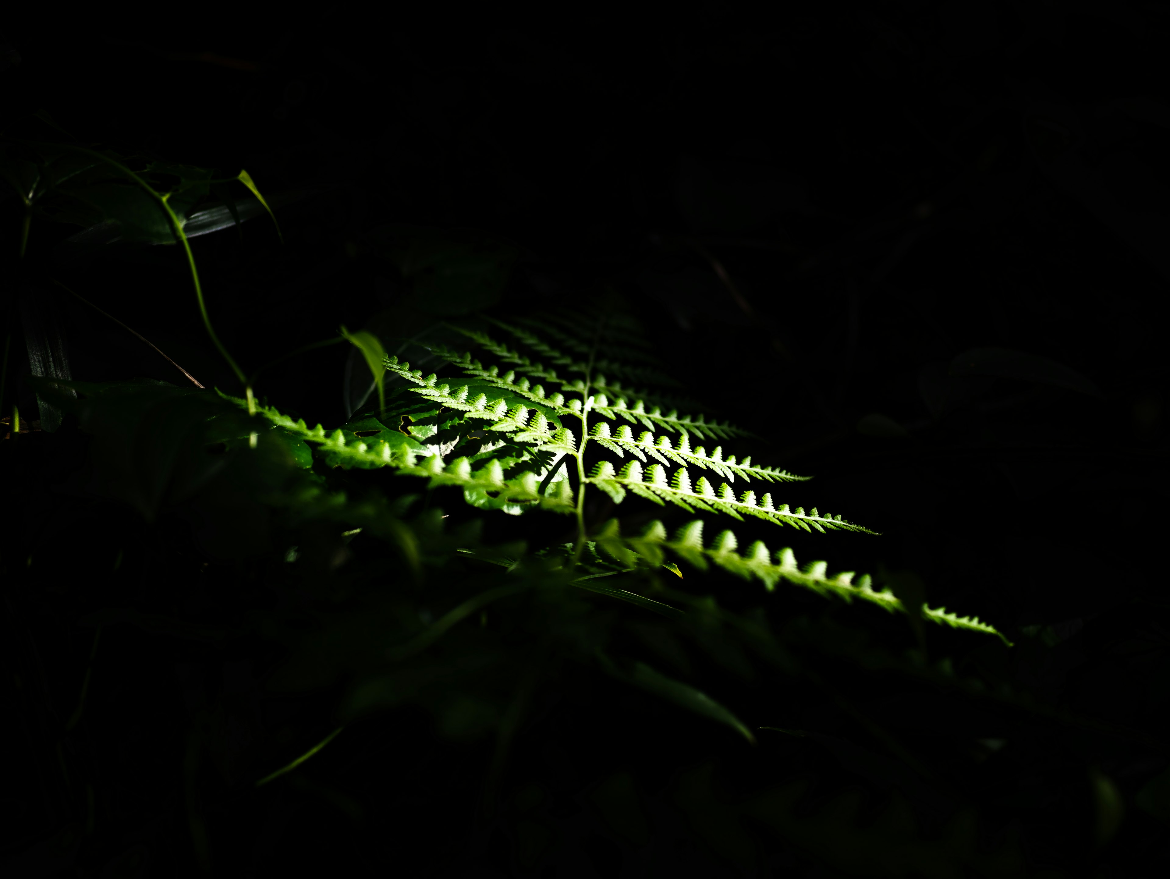 Hojas de helecho verdes iluminadas contra un fondo oscuro