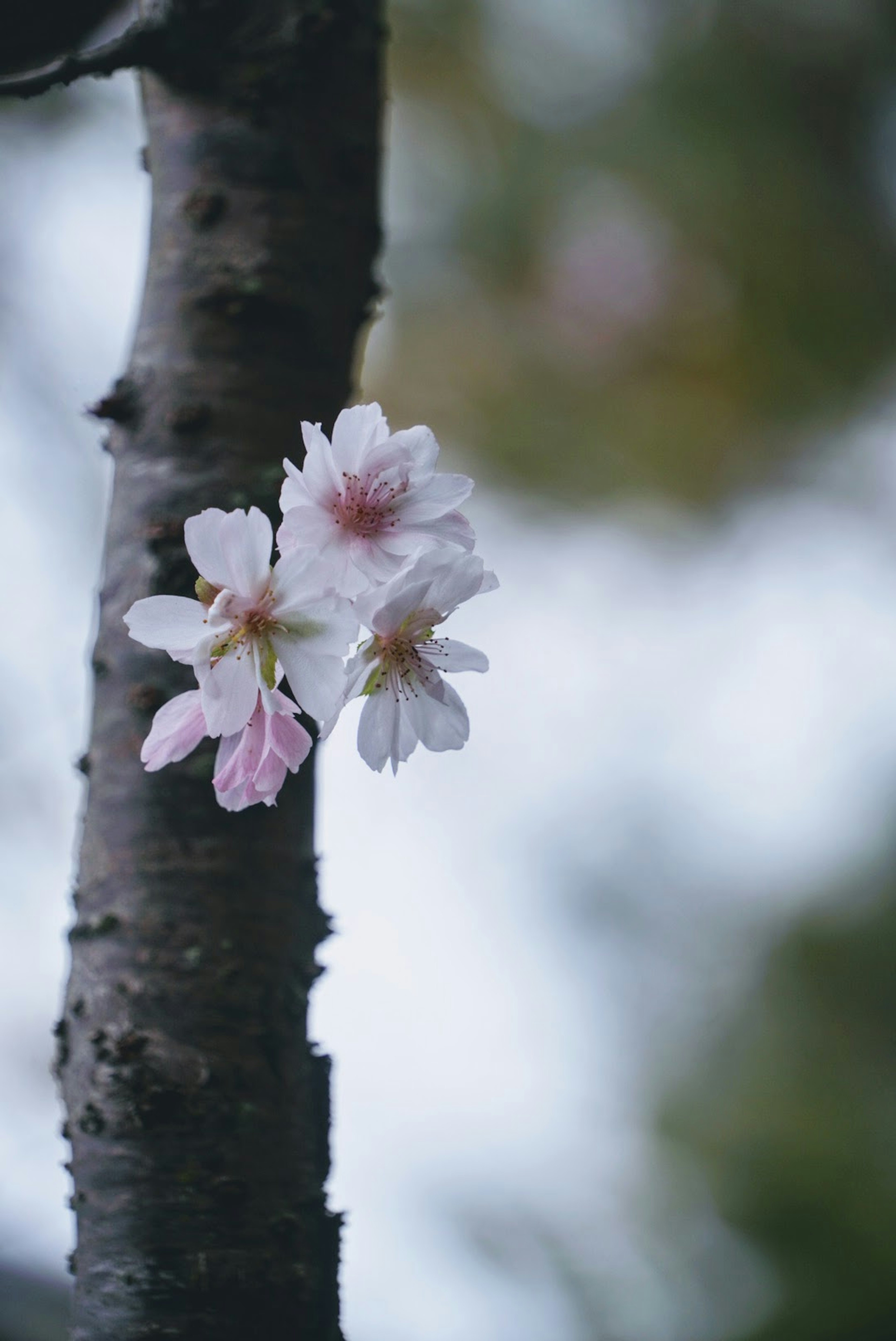 Fleurs de cerisier en fleurs sur un tronc d'arbre