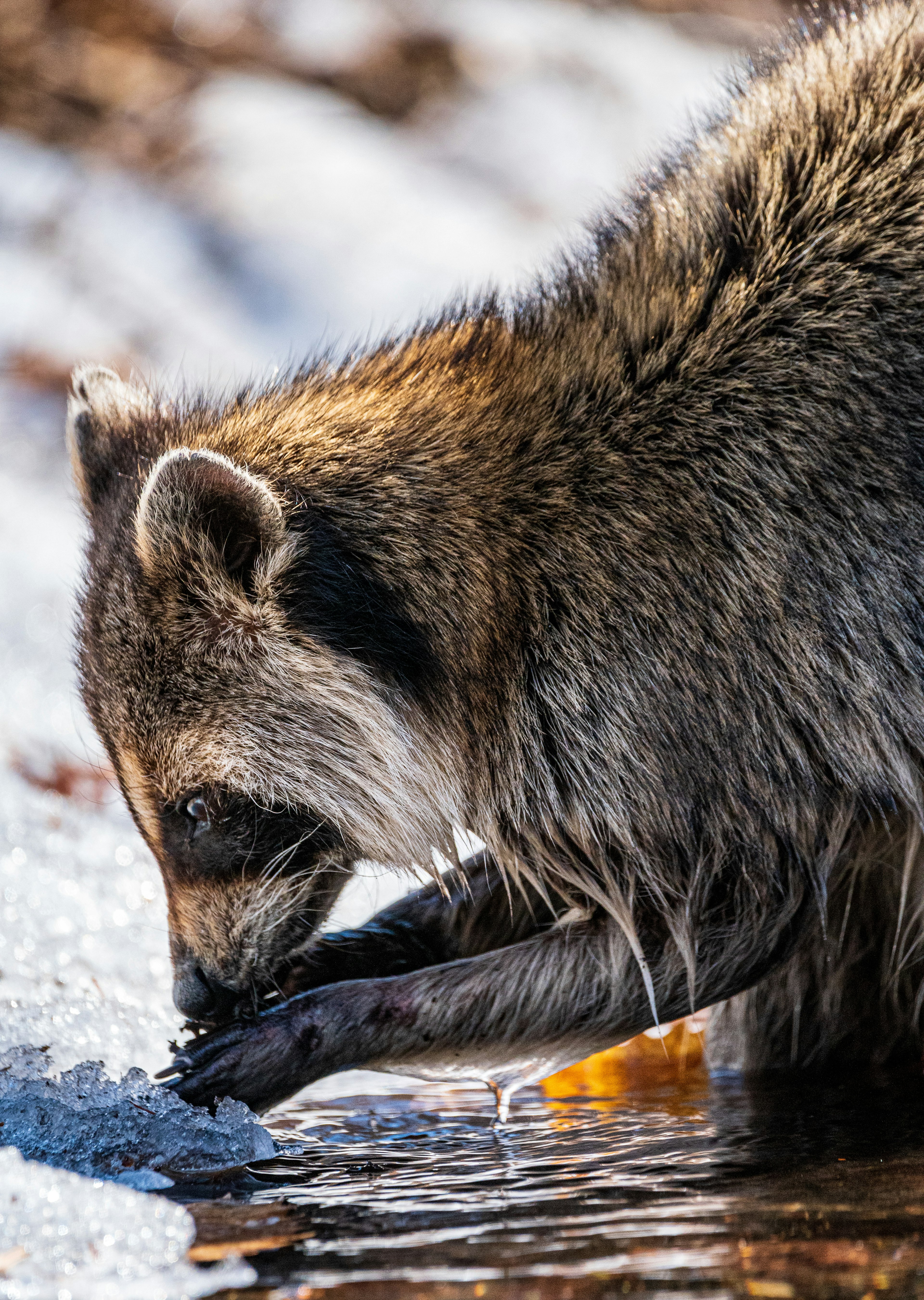 Primer plano de un mapache buscando comida cerca del agua