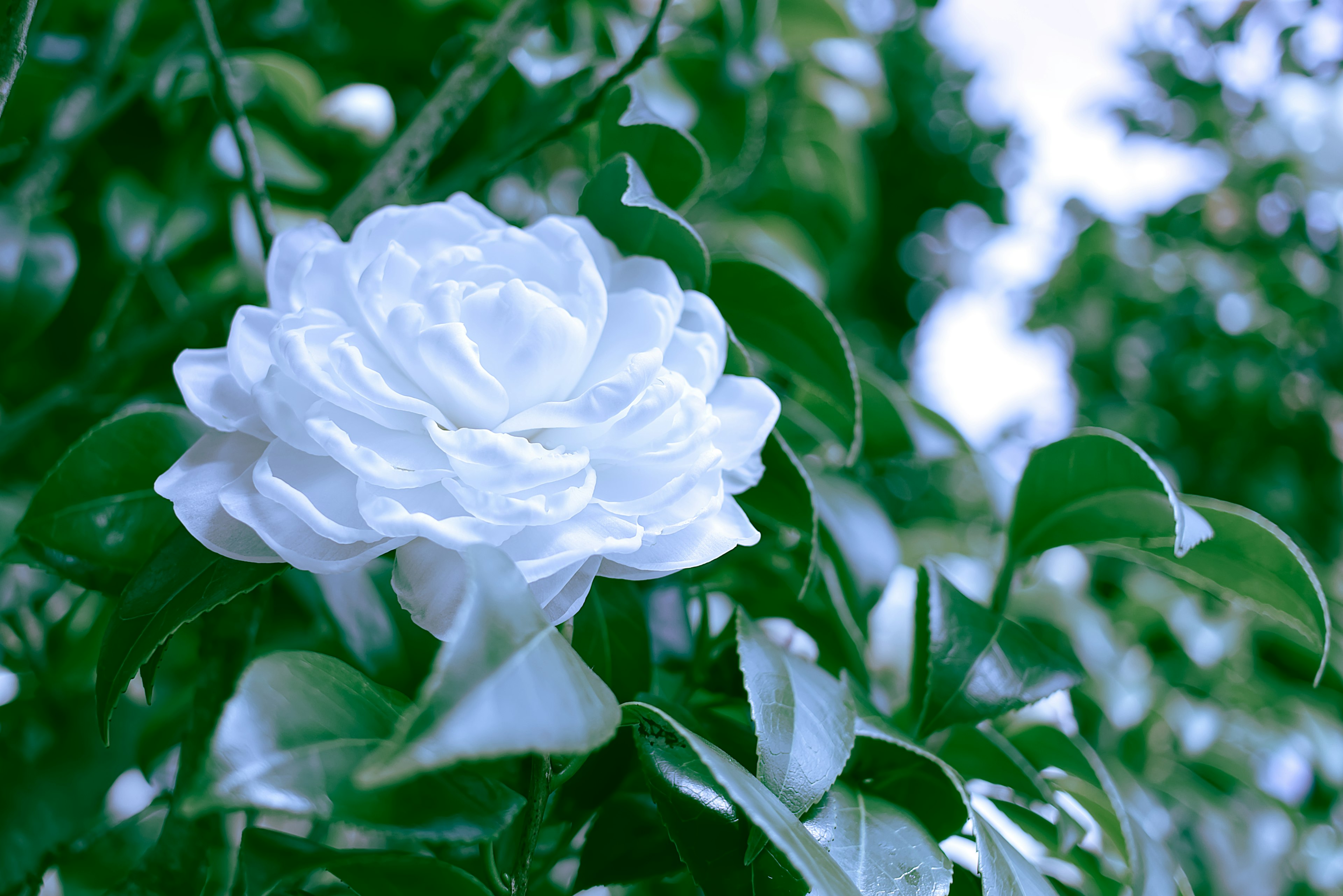 Eine schöne weiße Blume umgeben von grünen Blättern