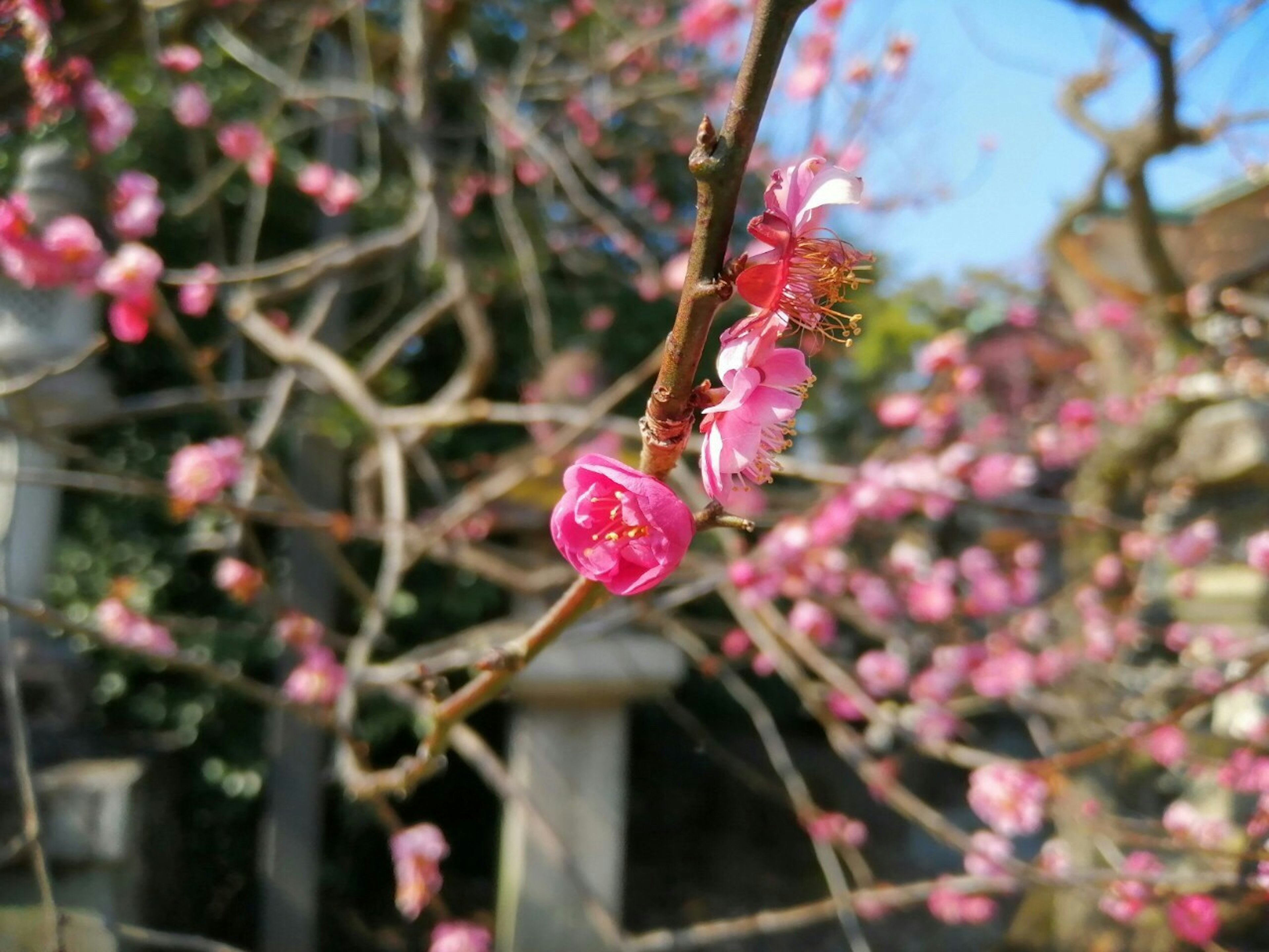 ピンクの花が咲く枝のクローズアップ 背景にはぼんやりした石の構造物