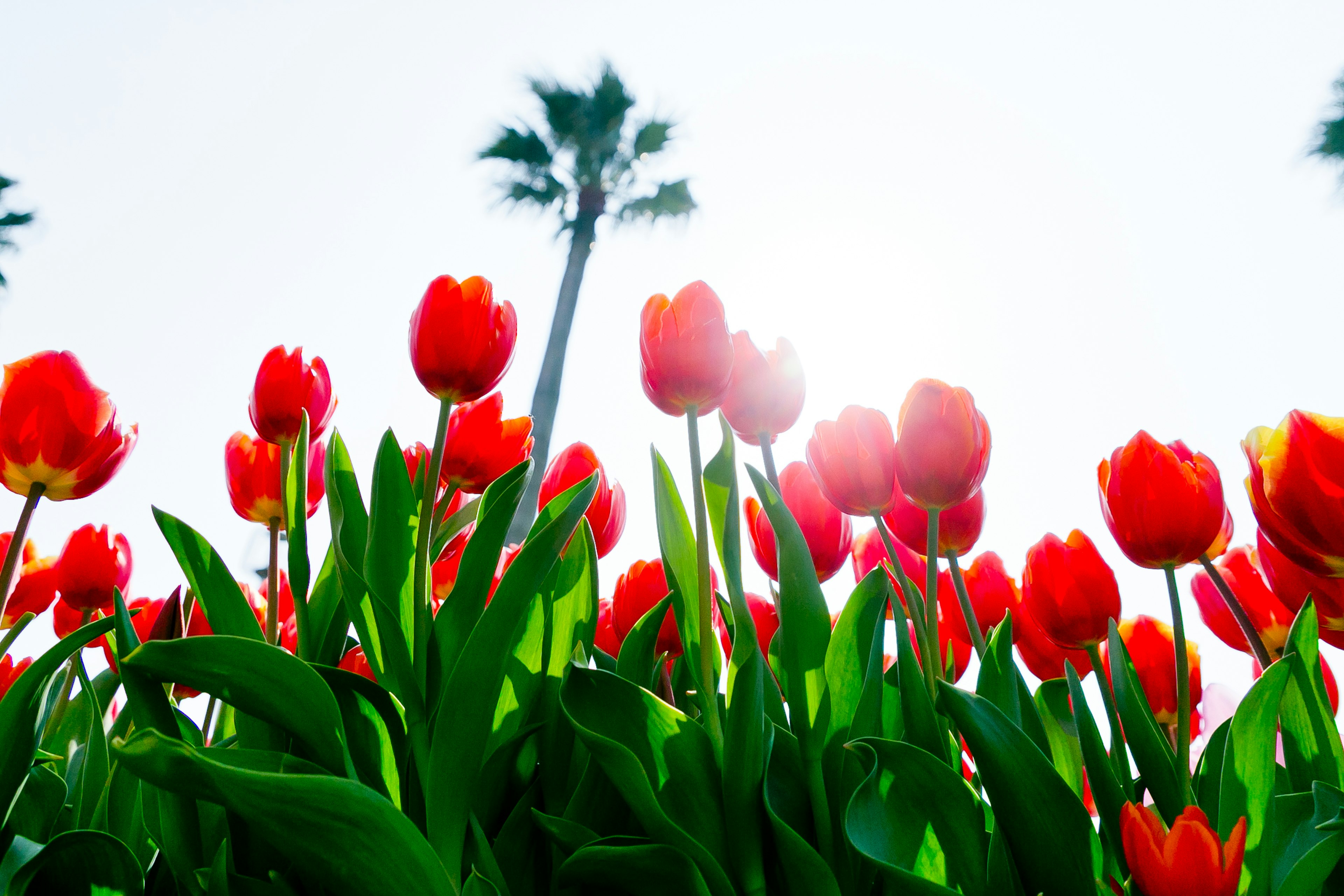 Campo de tulipanes rojos con palmeras al fondo