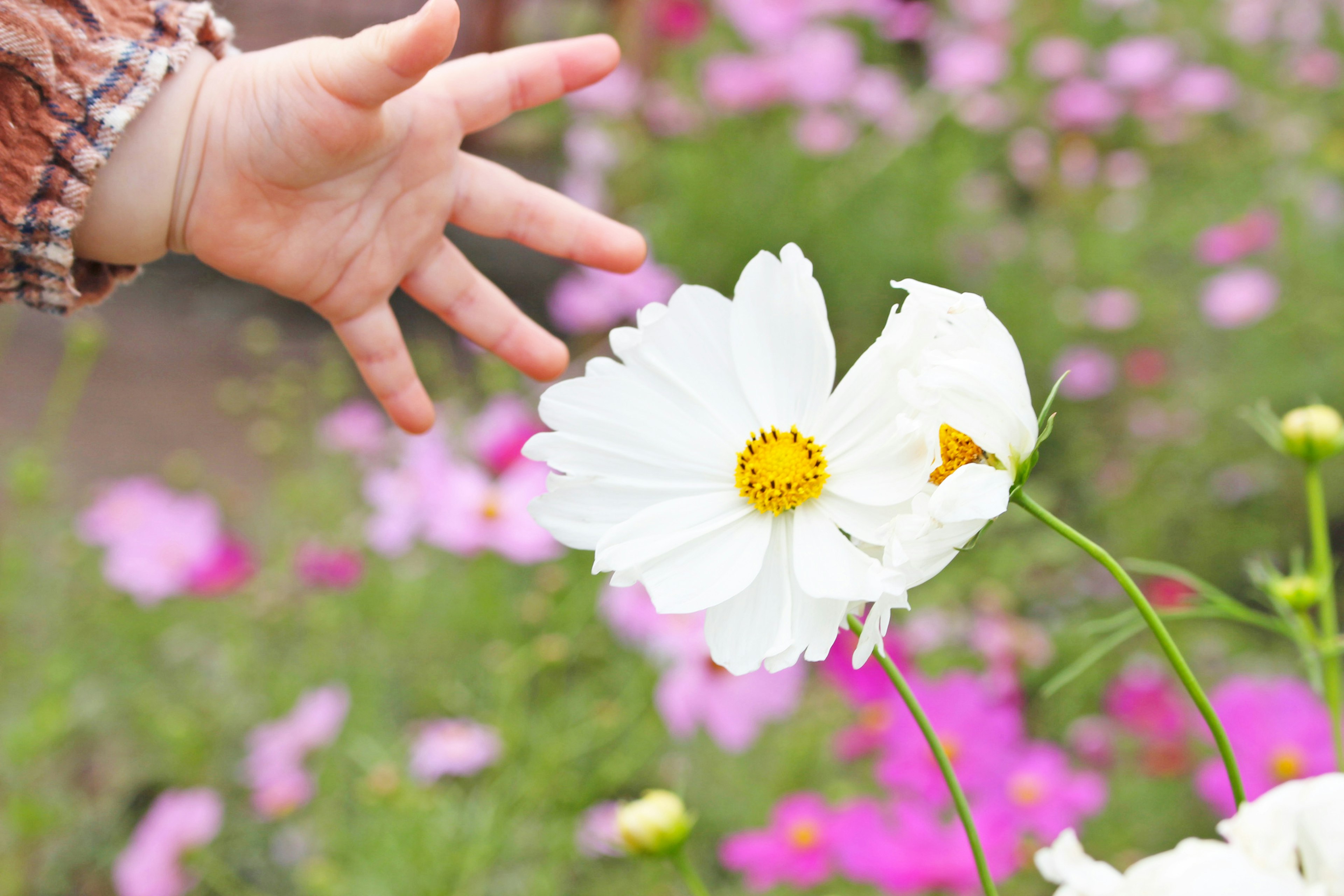 Une main d'enfant atteignant une fleur blanche dans un jardin coloré