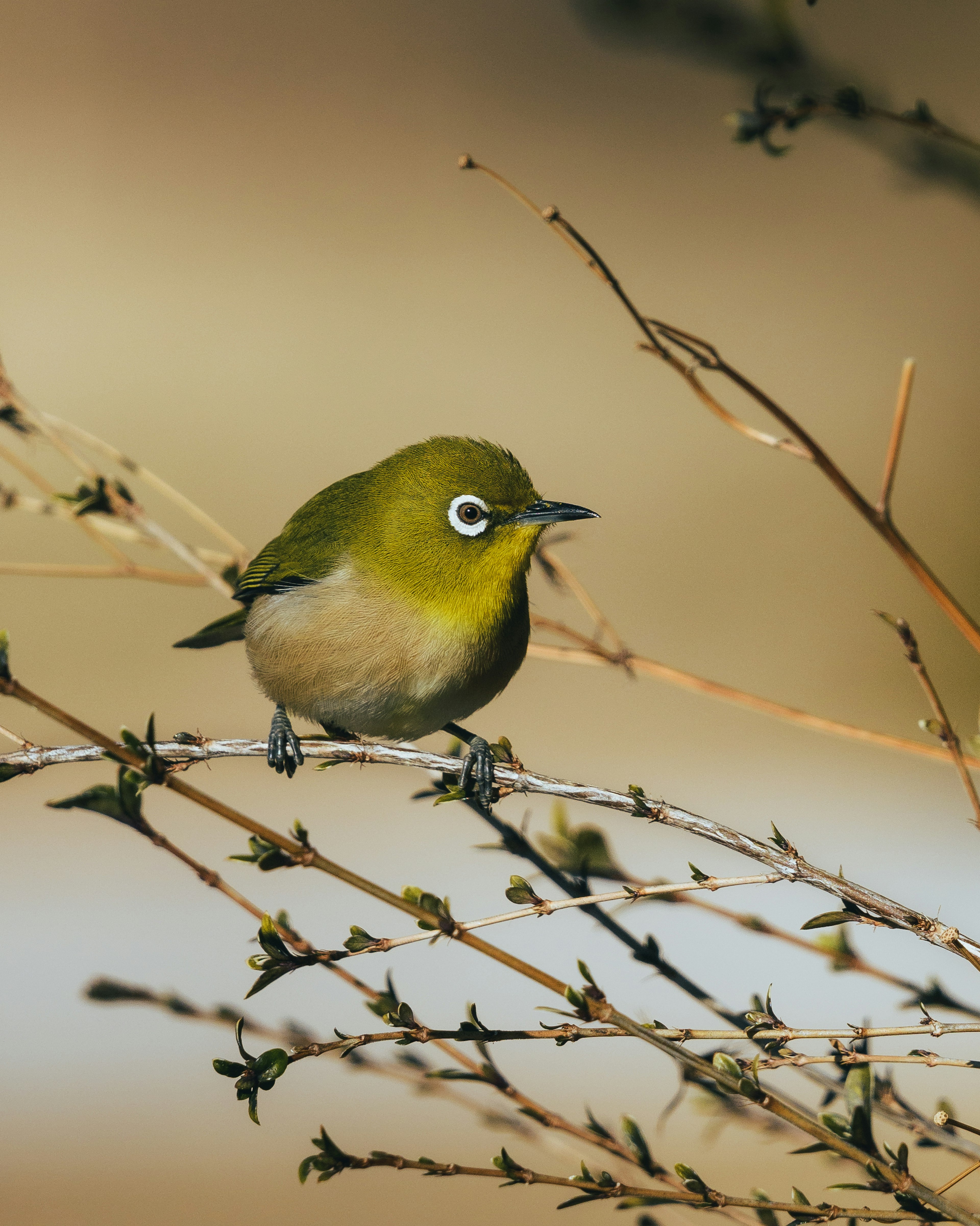 Un piccolo uccello verde appollaiato su un ramo