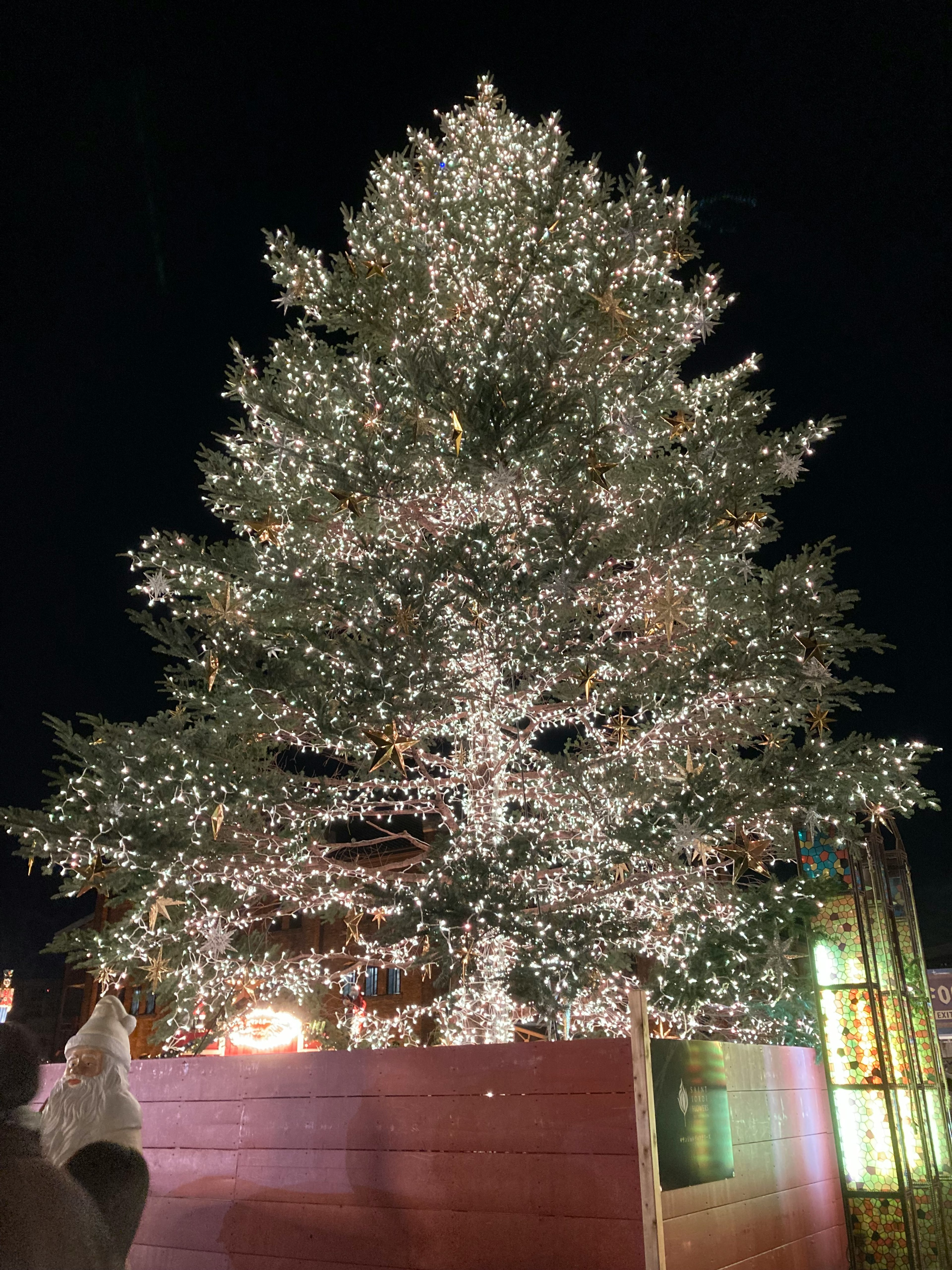 夜に輝くクリスマスツリーの全景