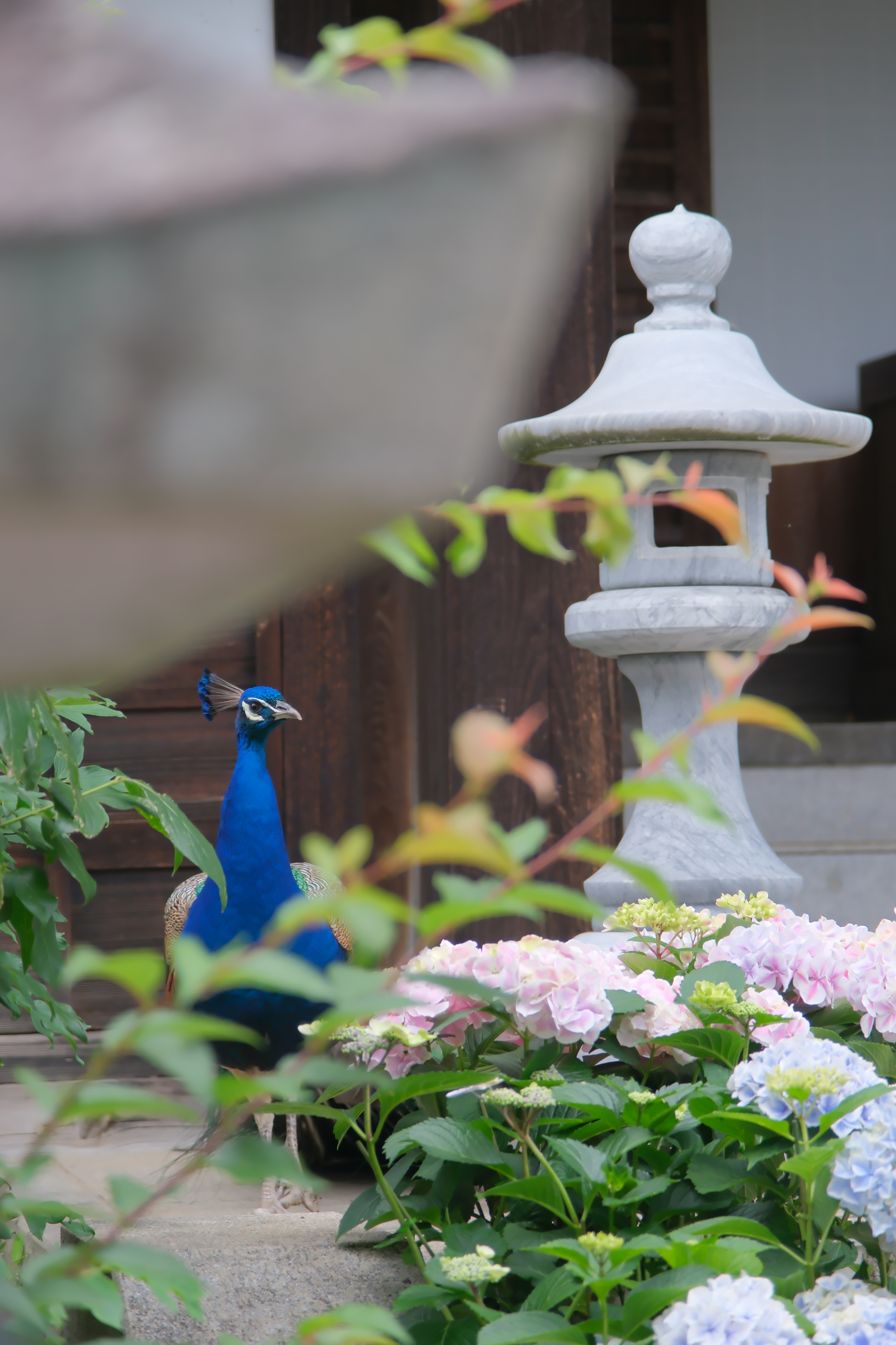 青い孔雀と色とりどりの花がある庭の景色