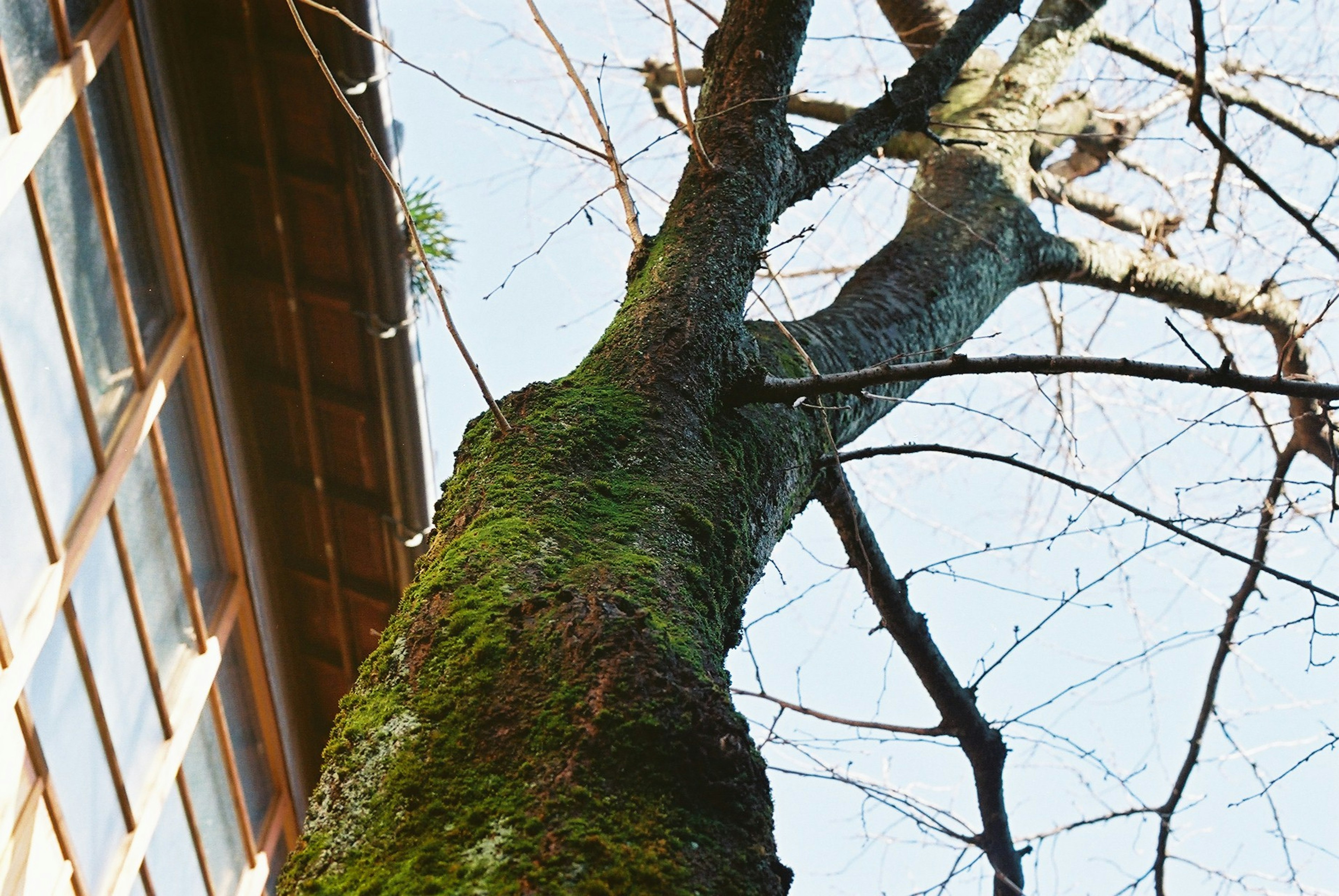 木の幹と屋根の角度からの視点で青空が見える