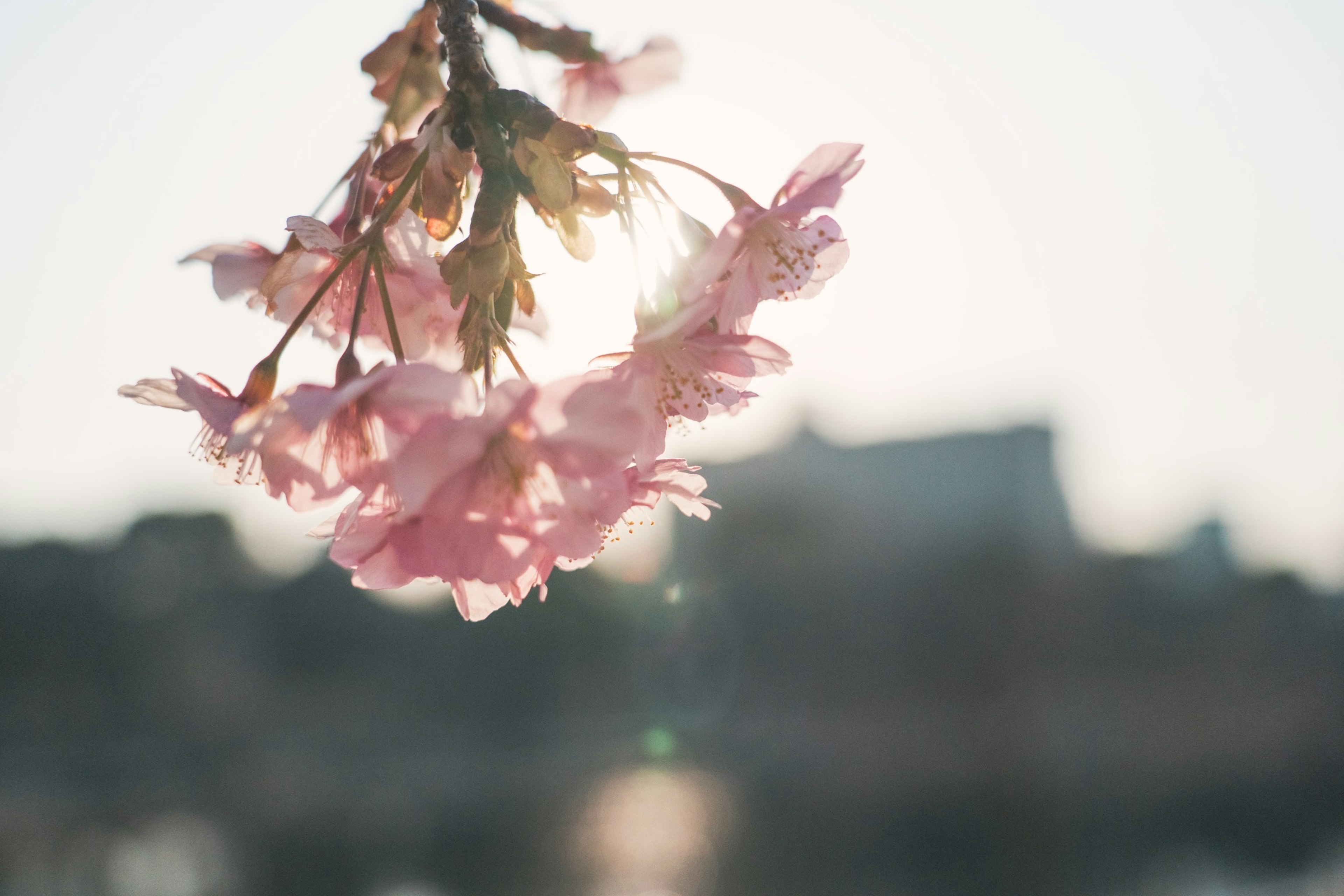 Close-up of cherry blossoms illuminated by soft light