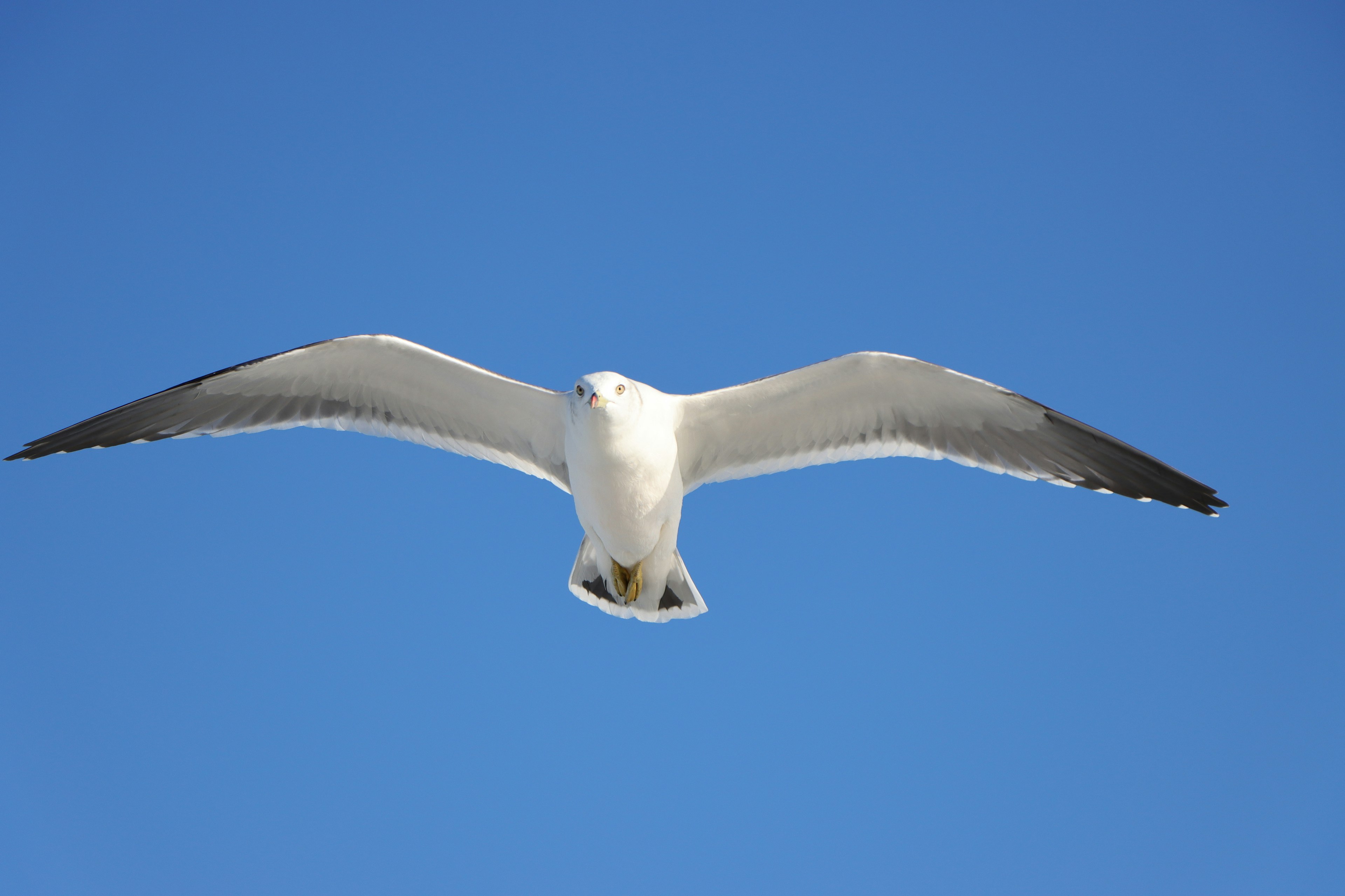 Eine weiße Möwe fliegt vor einem blauen Himmel