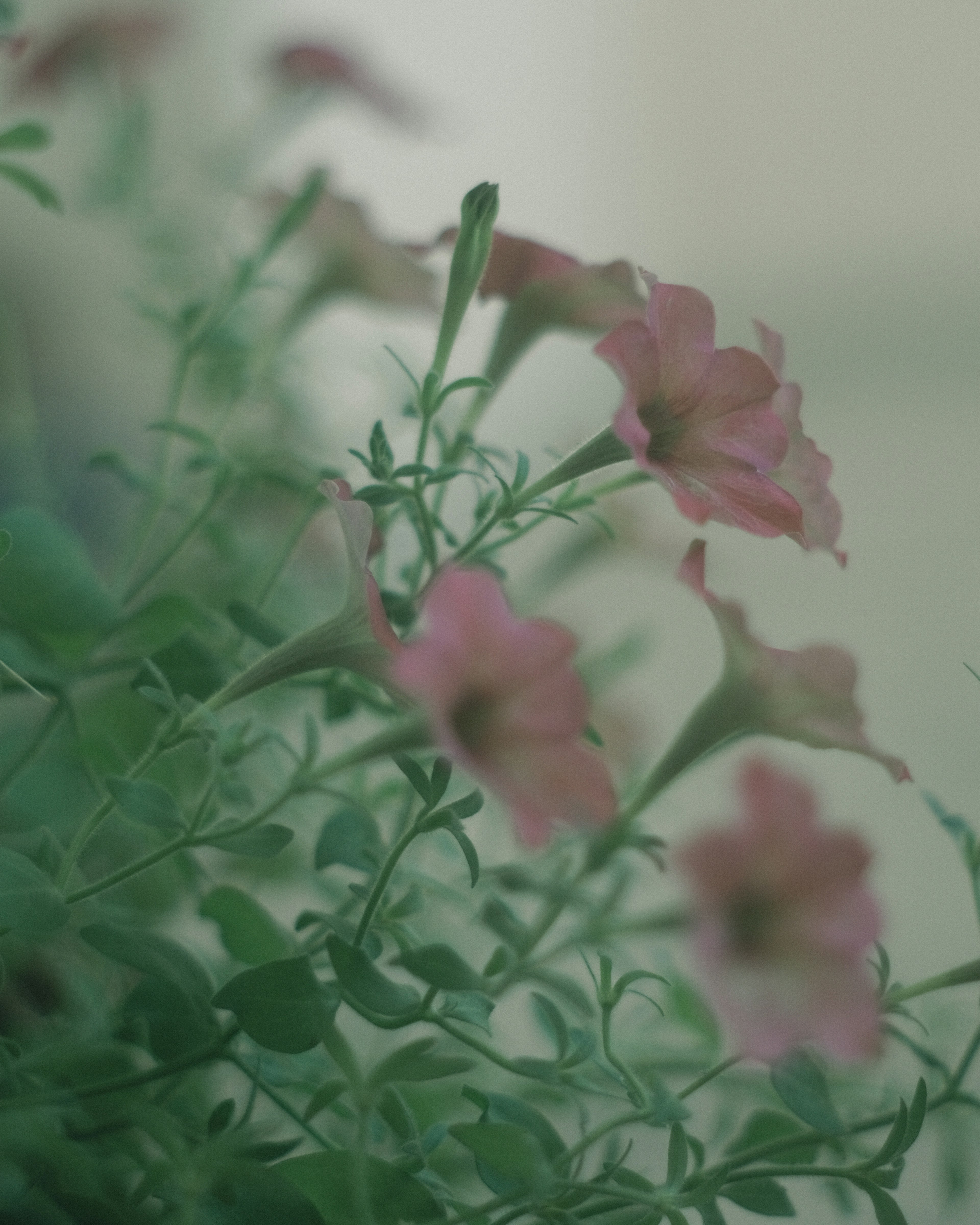 淡いピンクの花が咲いている緑の植物のクローズアップ