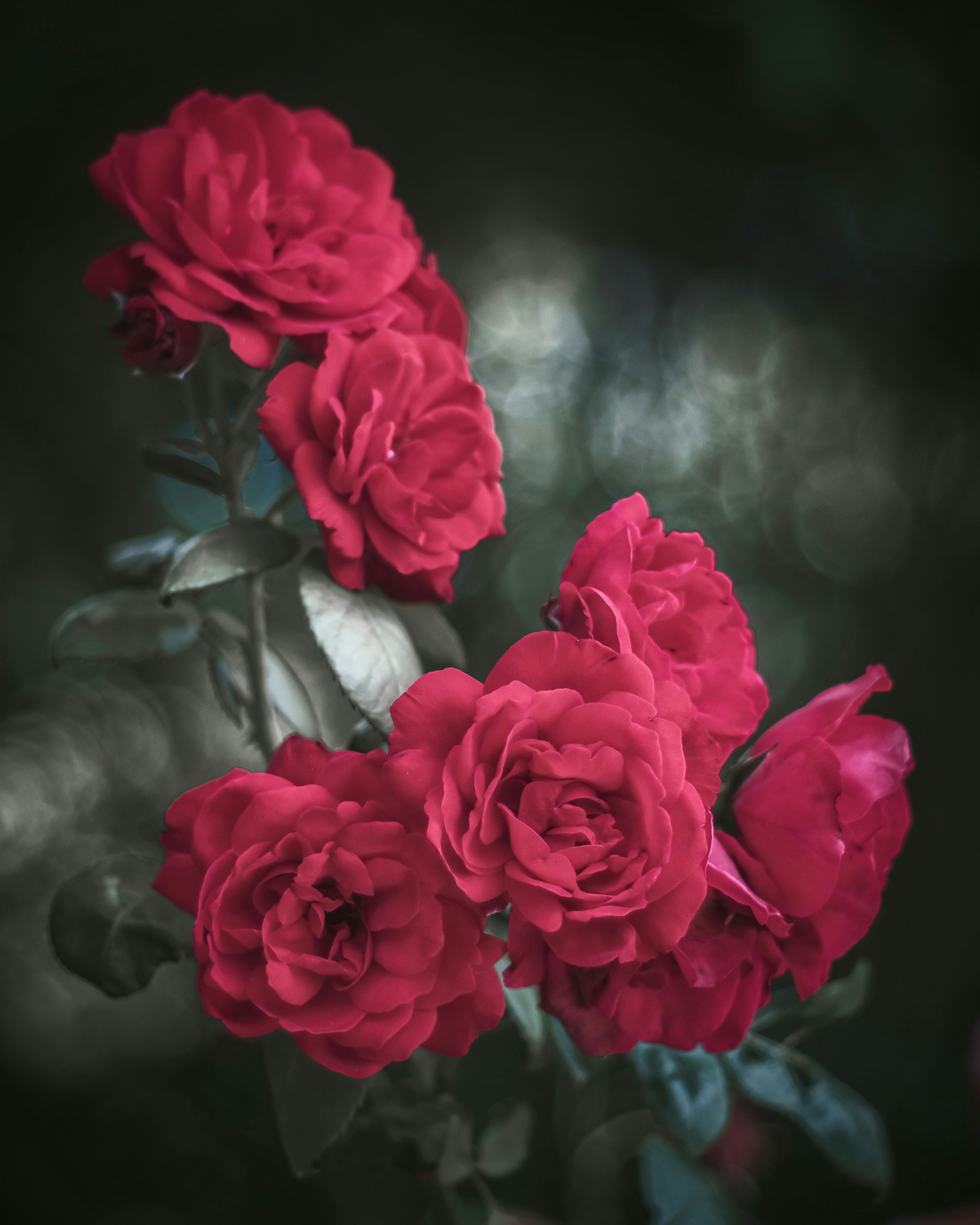 Vibrant bouquet of red roses against a dark background