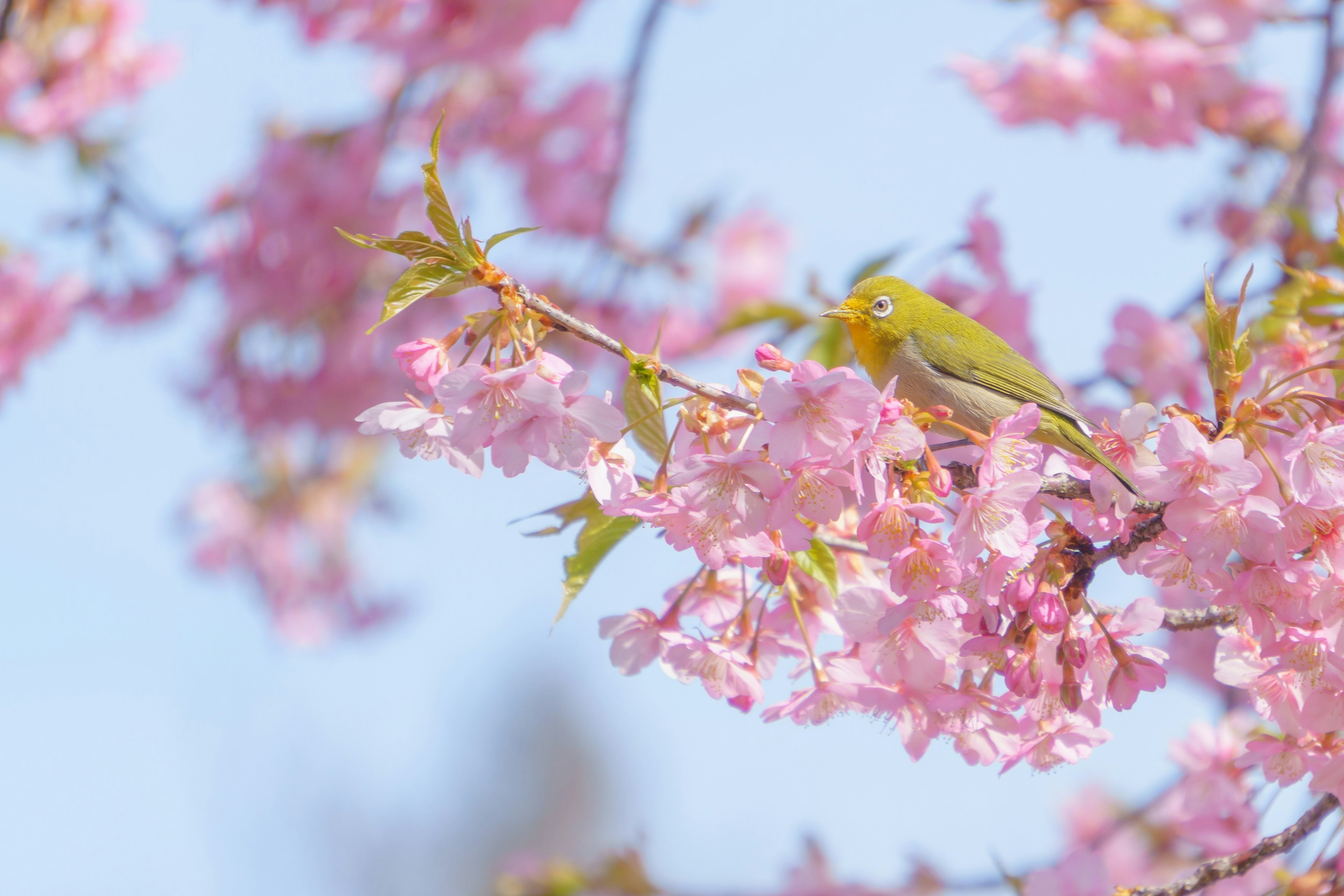 Seekor burung kecil bertengger di bunga sakura merah muda di bawah langit biru