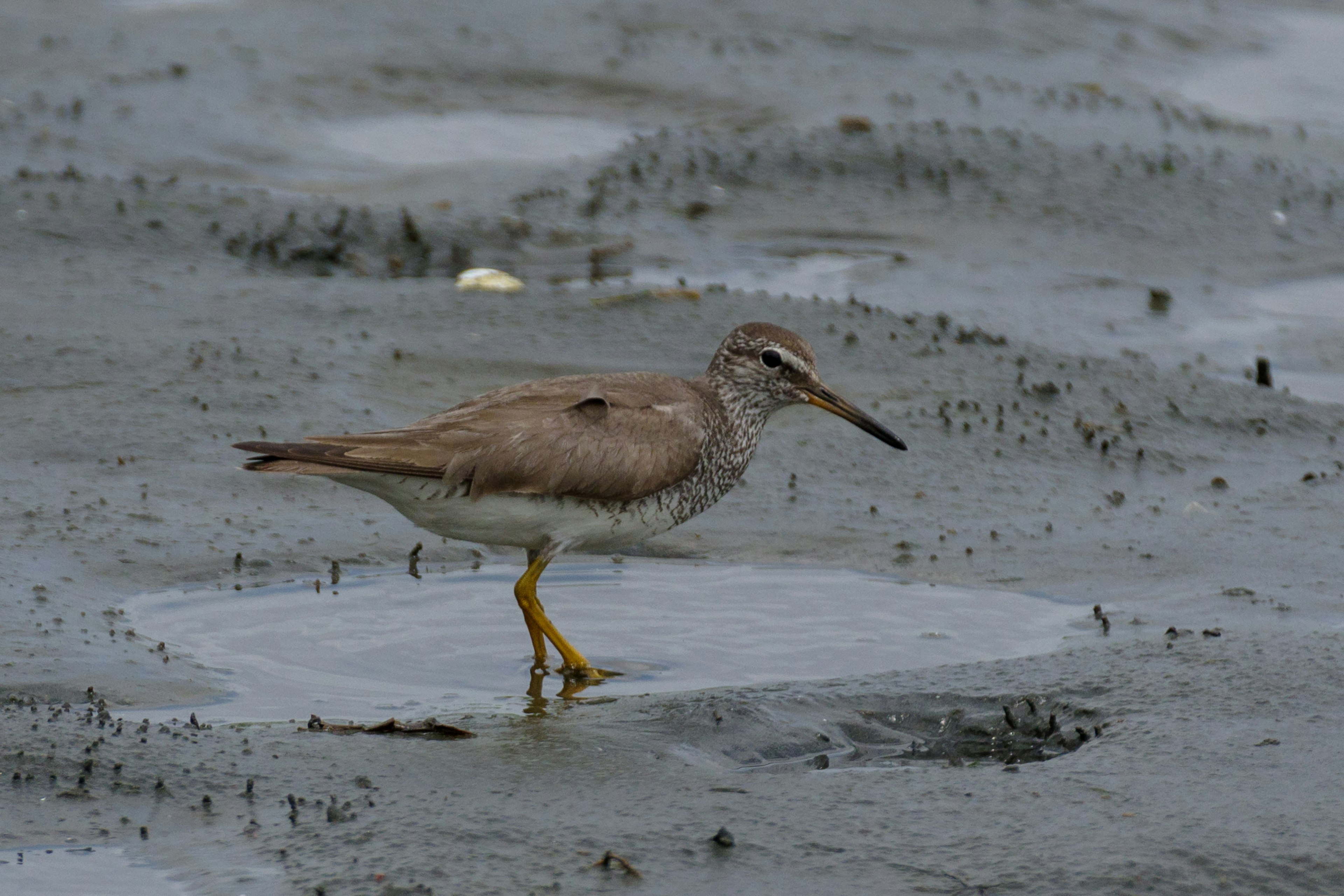 A sandpiper bird standing in wetland with yellow legs and gray feathers