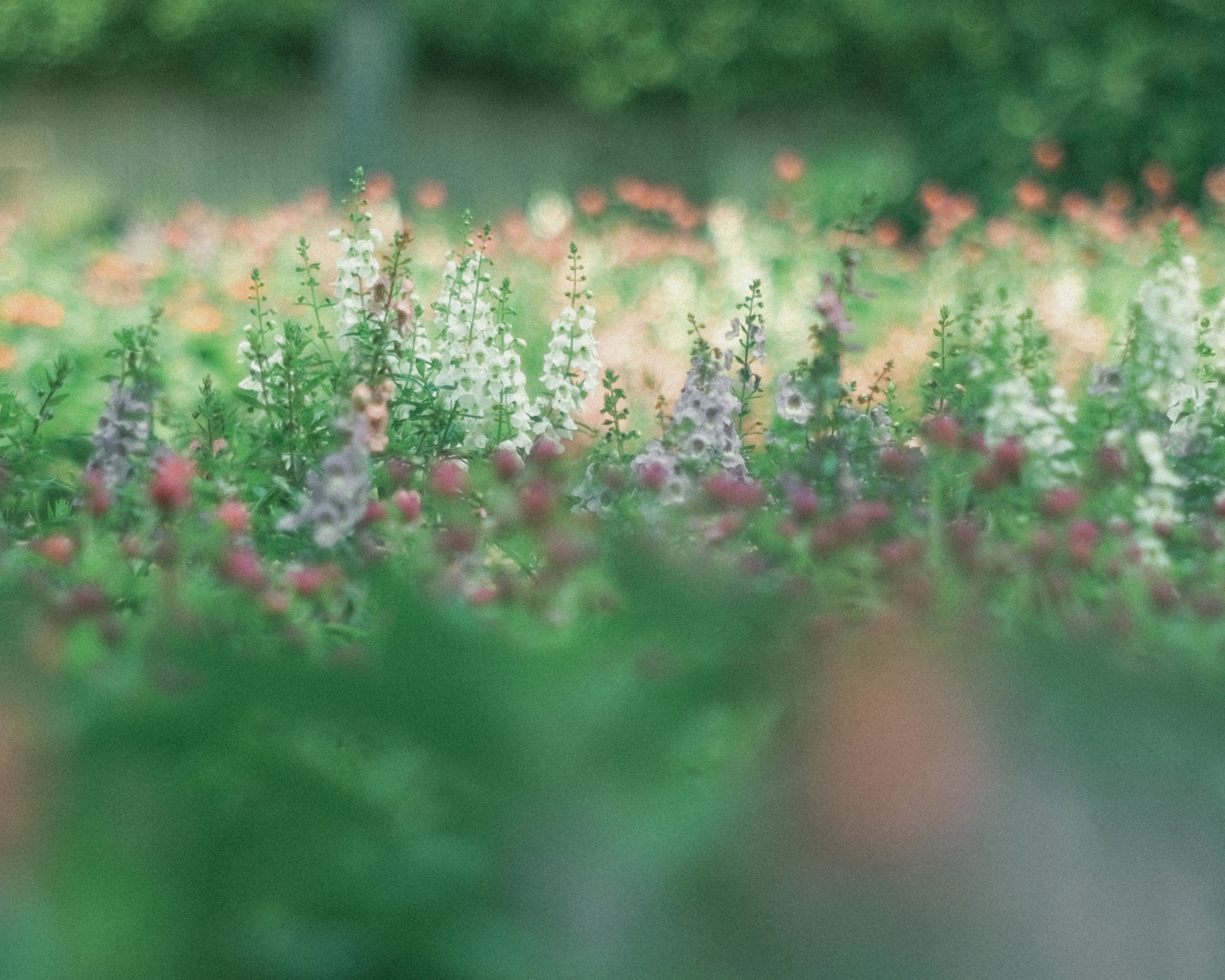 Hermosa escena de jardín con flores coloridas en flor