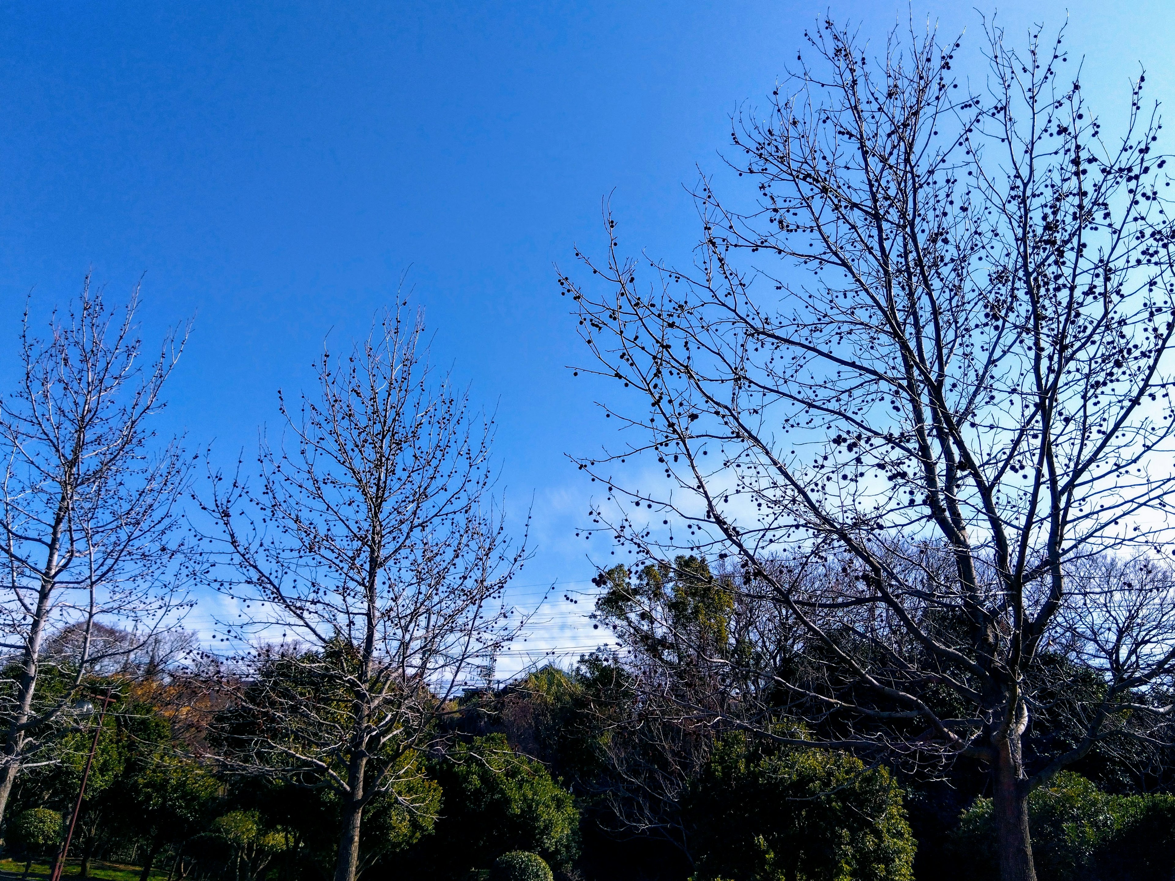 Bare trees under a clear blue sky with green foliage