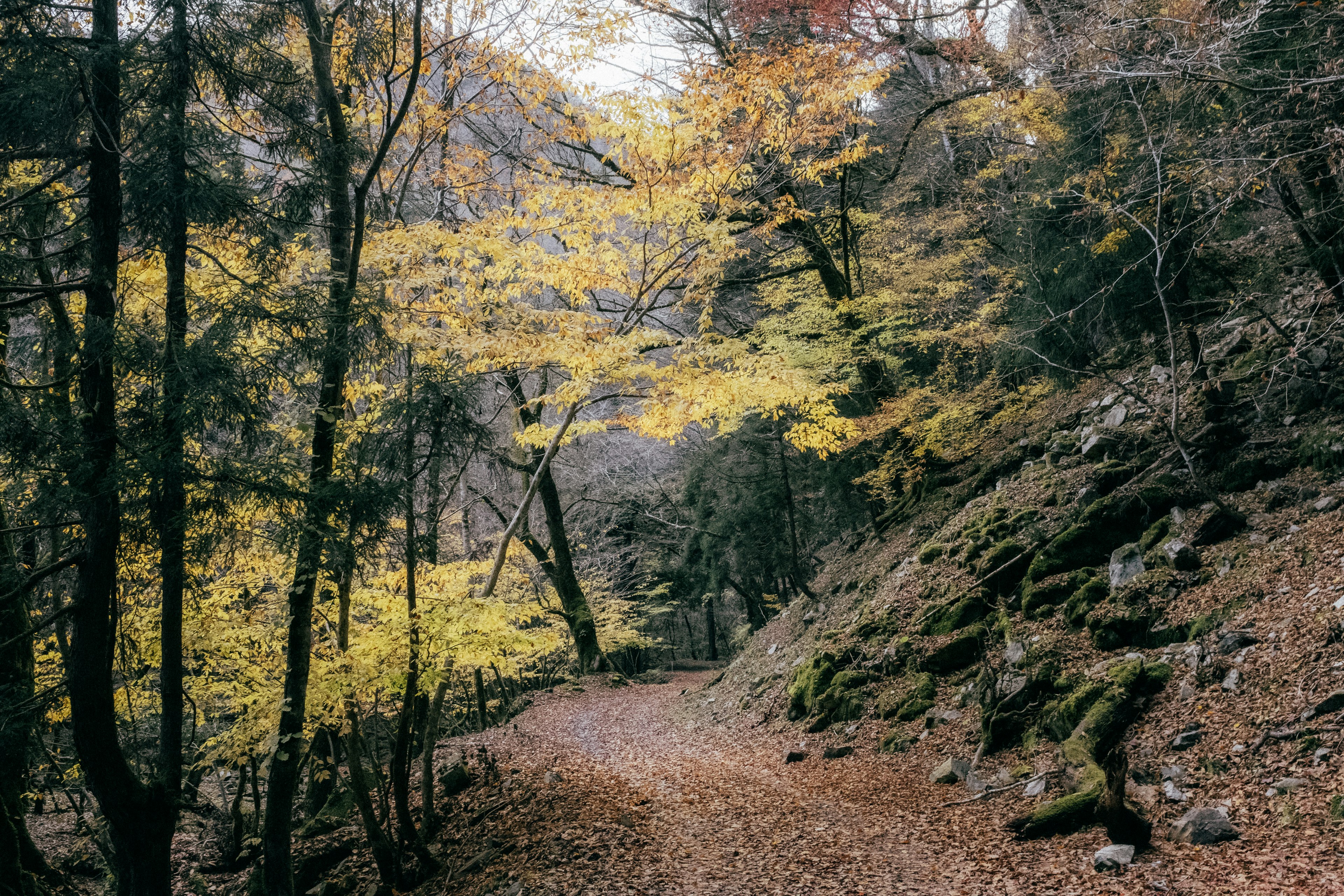 Sentiero panoramico circondato da fogliame autunnale e terreno roccioso