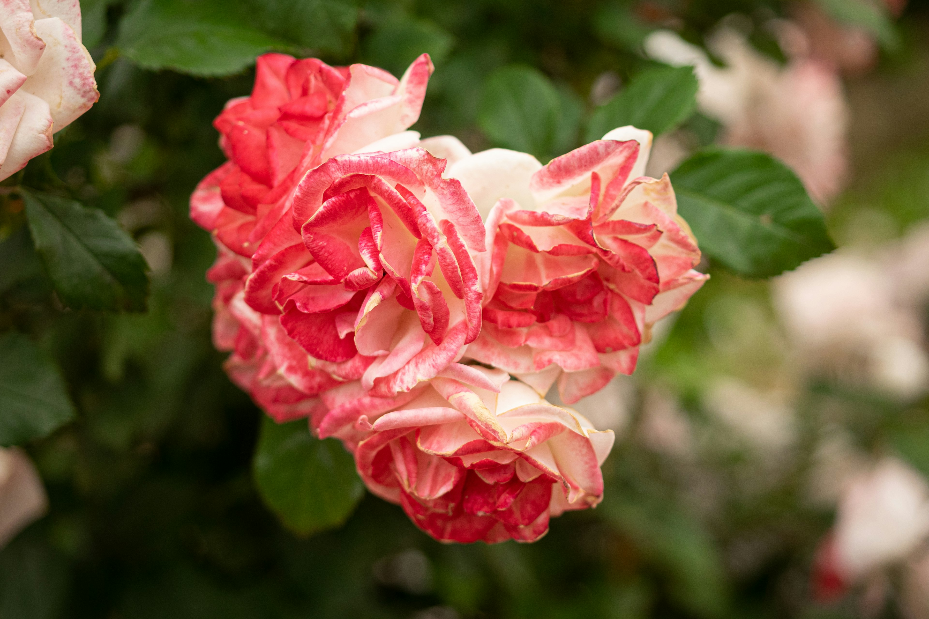 Ein Bund aus roten und weißen Rosen, die zwischen grünen Blättern blühen