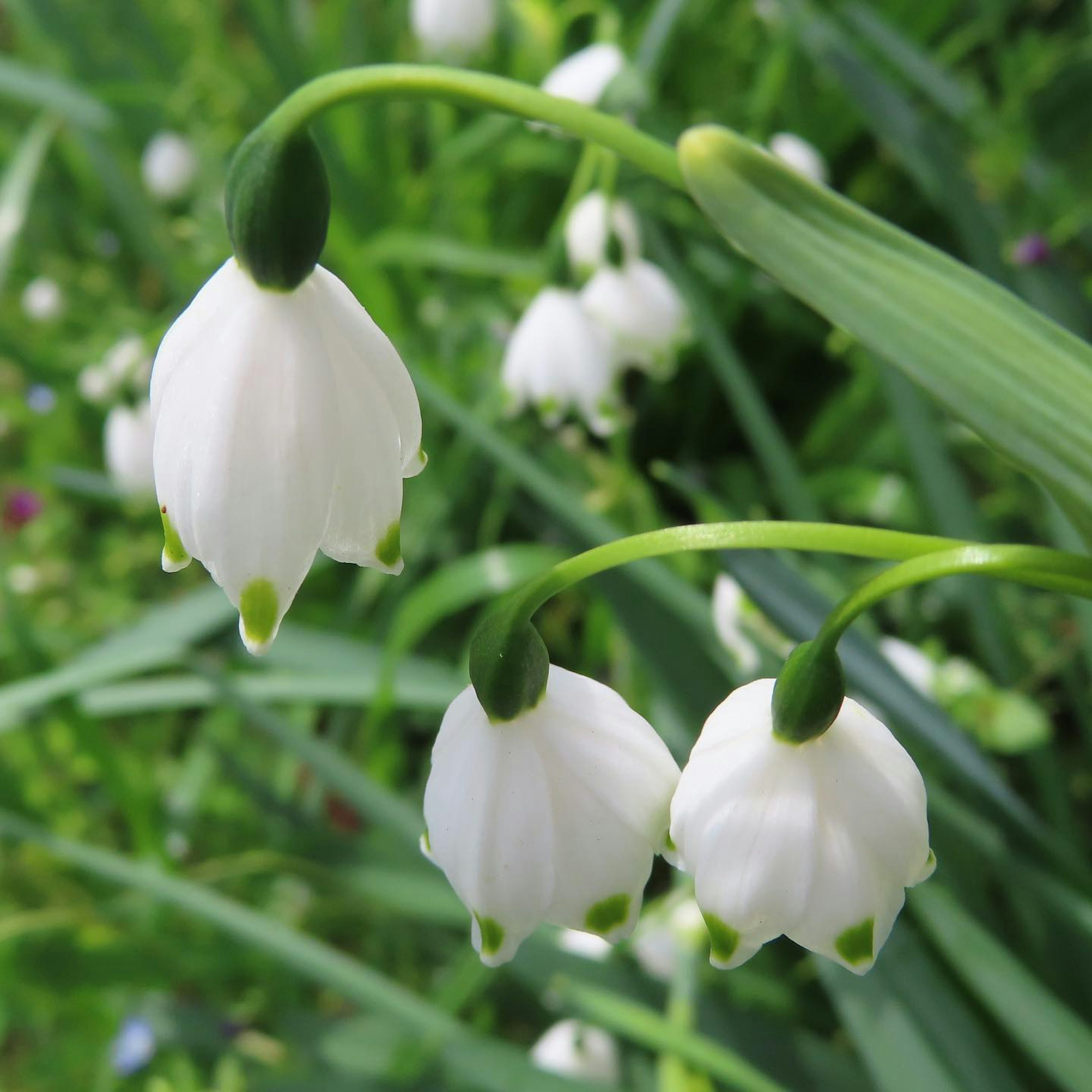 Fiori di galanthus bianchi circondati da foglie verdi