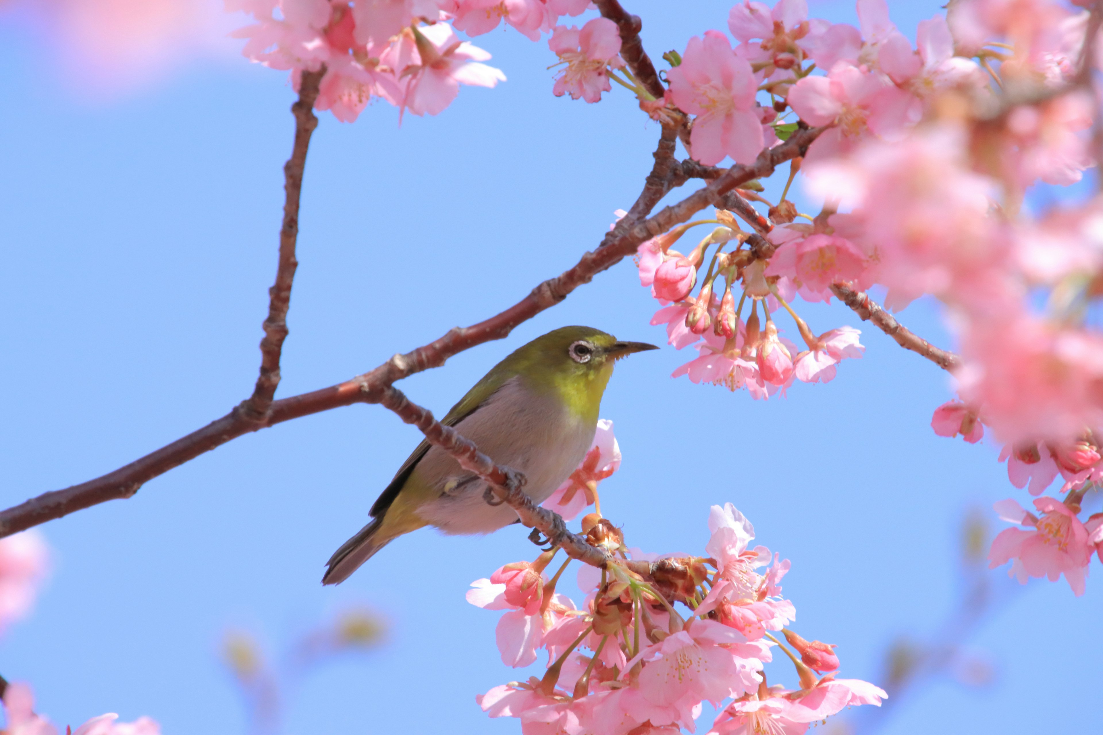 Petit oiseau perché parmi les cerisiers en fleurs sur fond de ciel bleu