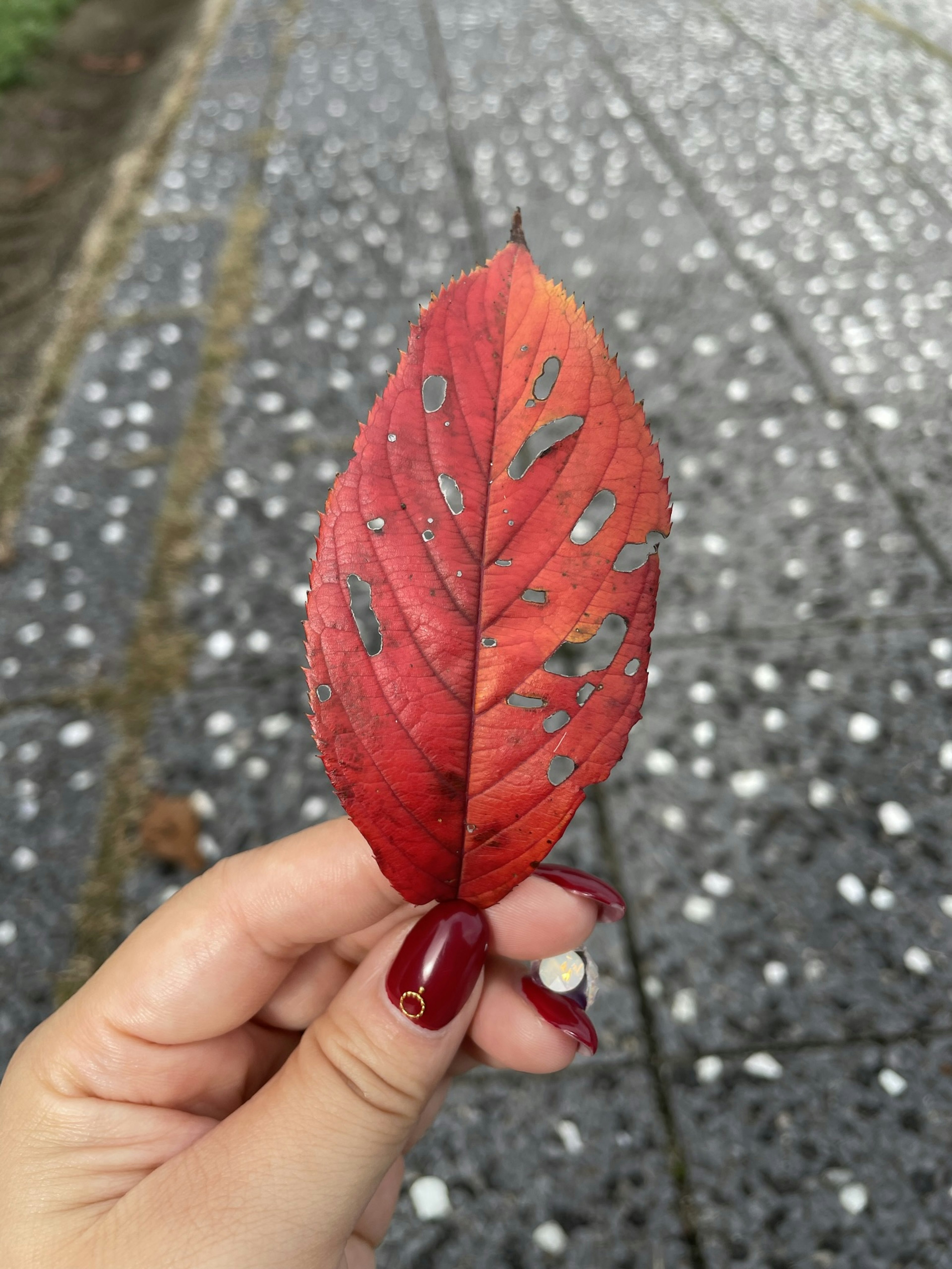 A hand holding a red leaf with a textured surface against a speckled path