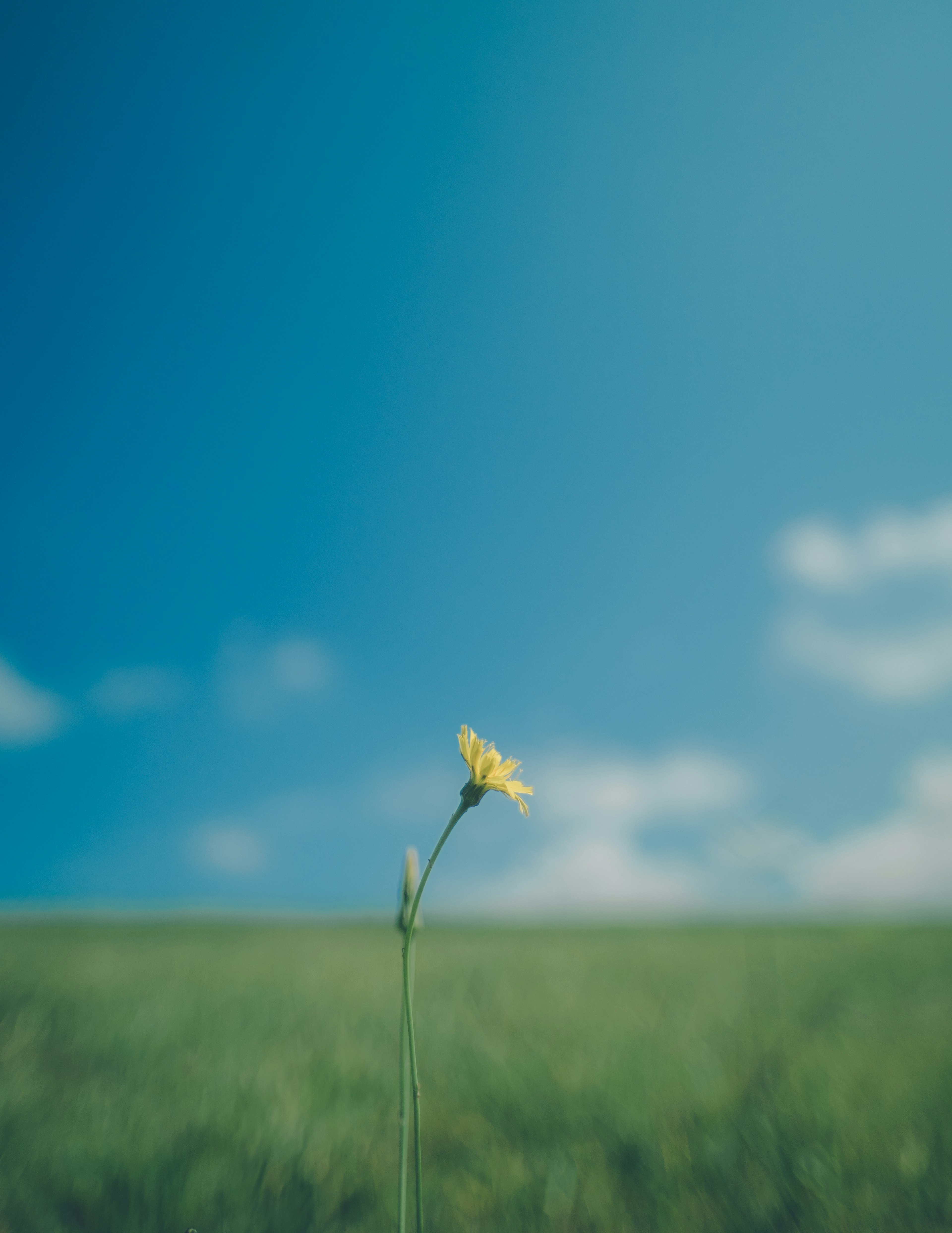 Eine einzelne gelbe Blume blüht unter einem blauen Himmel