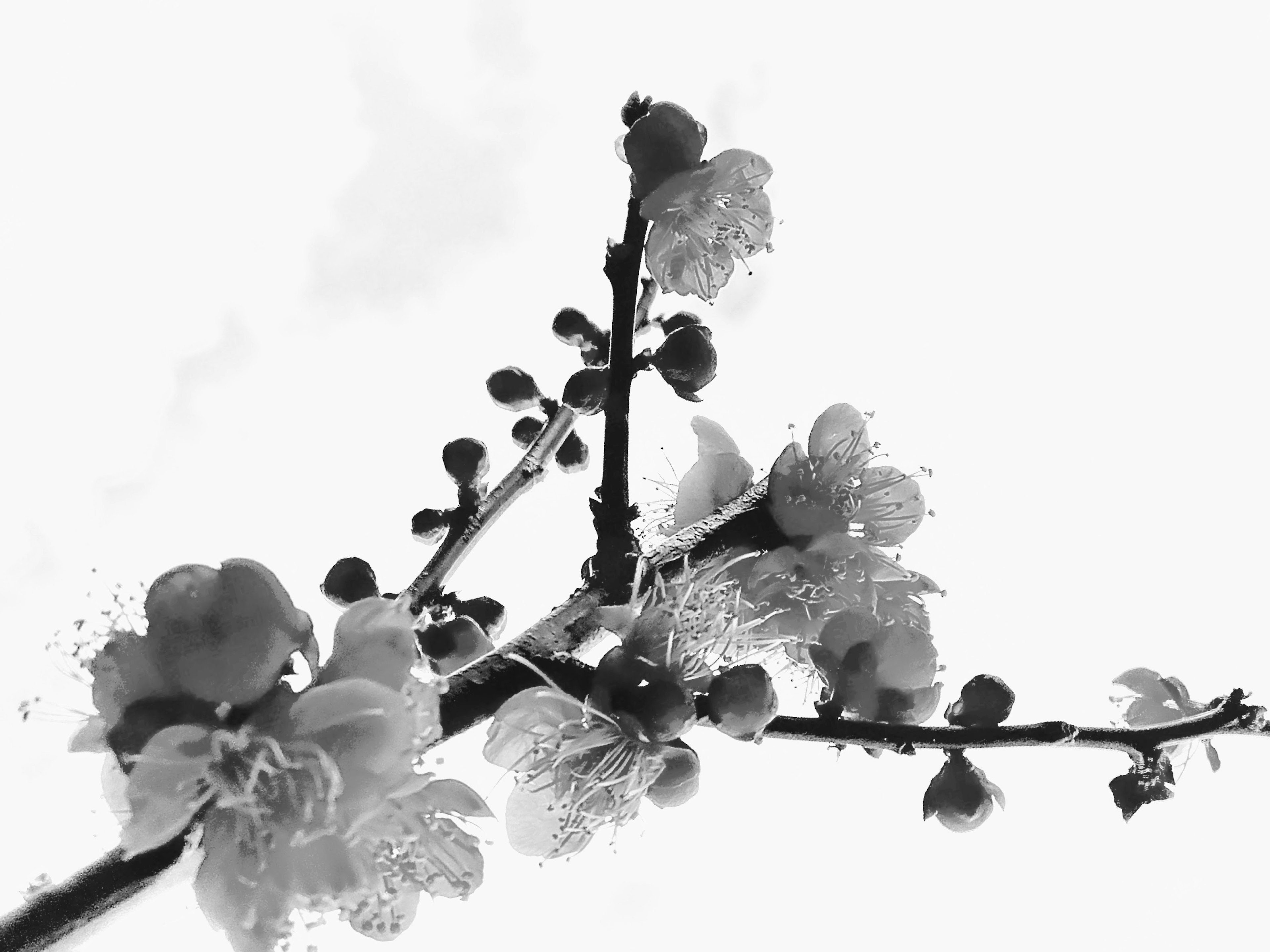 Branche en noir et blanc avec des fleurs s'étendant vers le haut