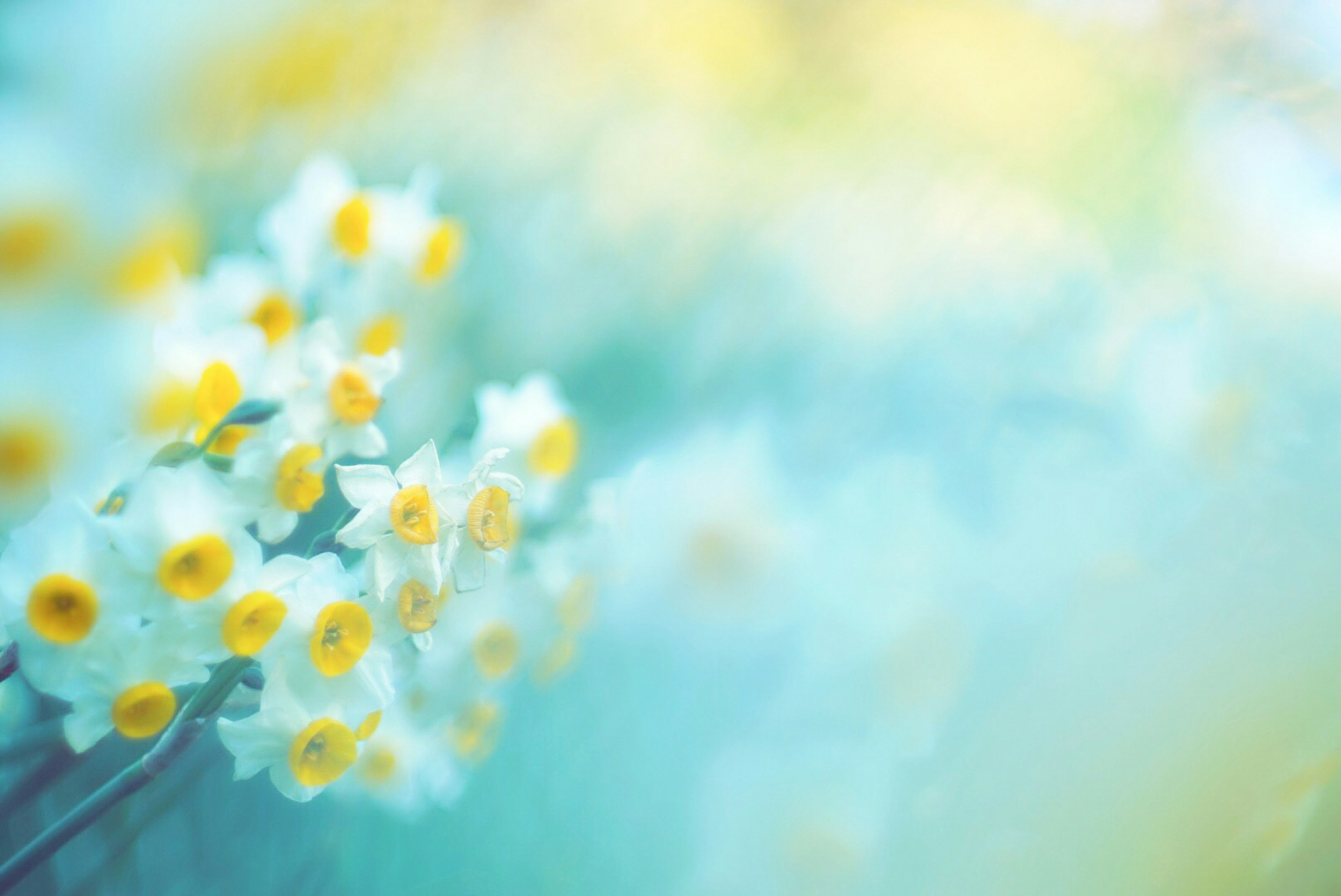 A beautiful photo of white flowers with yellow centers against a soft blue background