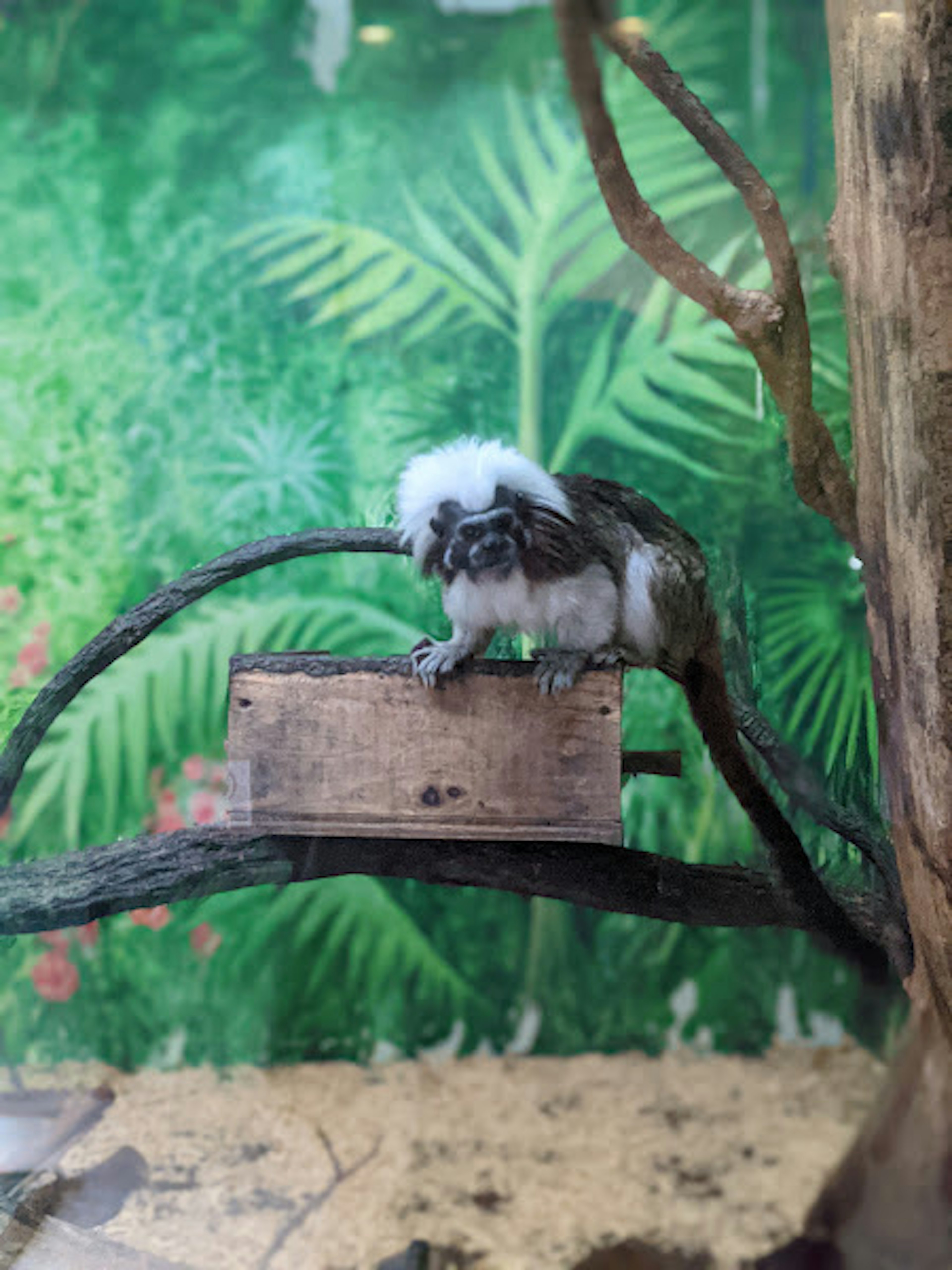 A small monkey with white fur sitting on a branch with a green plant background