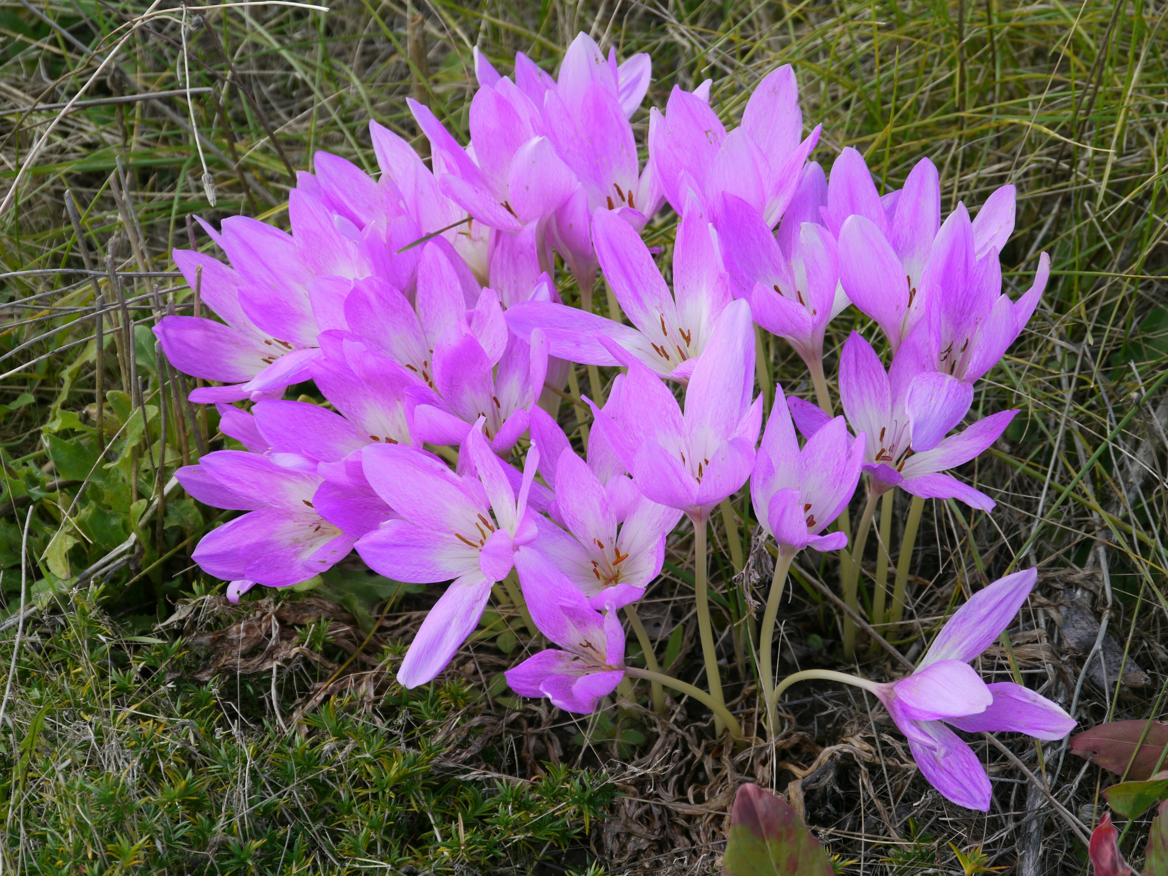 Ein Cluster schöner rosa Blumen, die in einem grasbewachsenen Bereich blühen