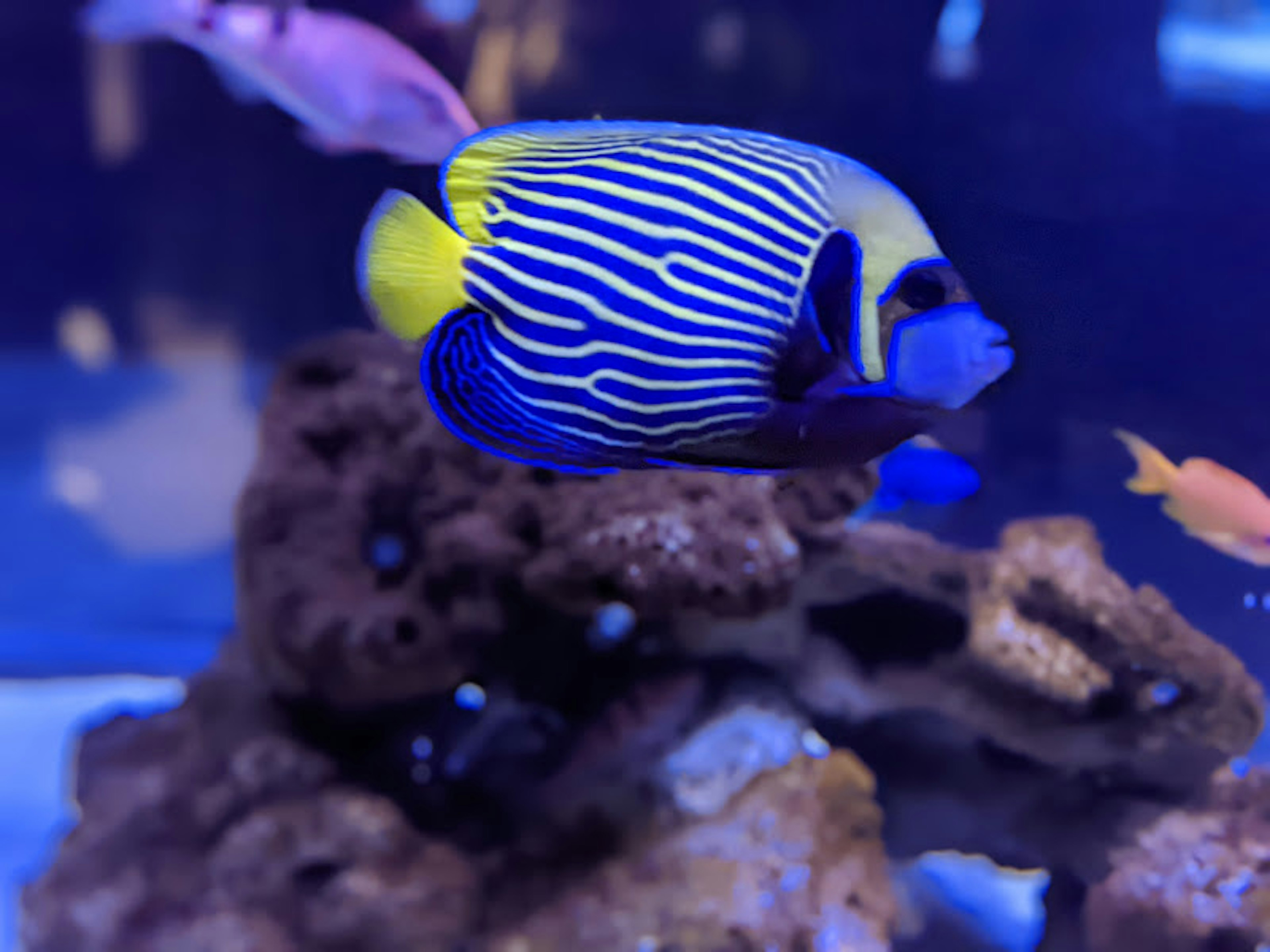 Un bellissimo pesce angelo a strisce blu e giallo che nuota nell'acqua