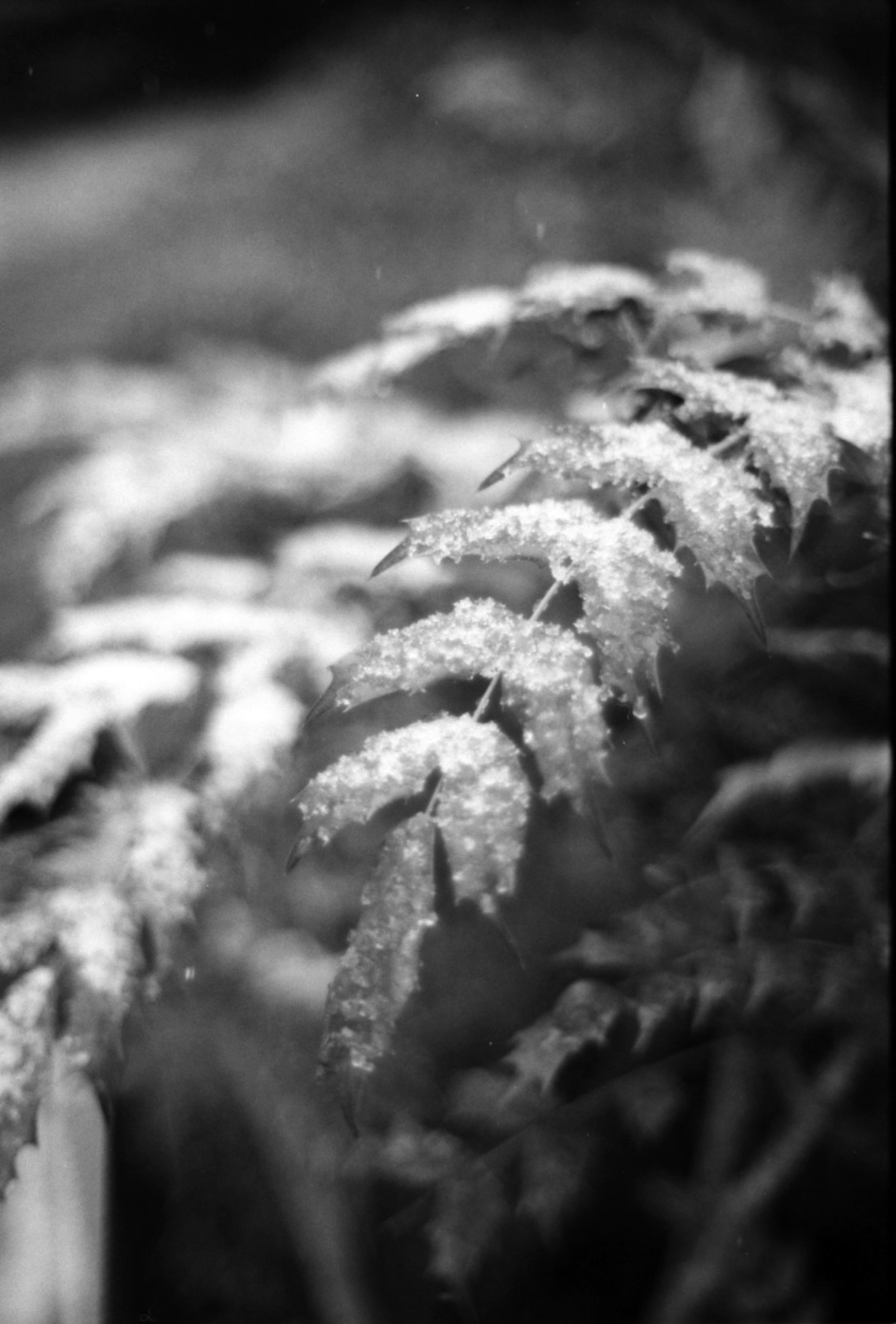 Vibrant fern leaves against a black and white background