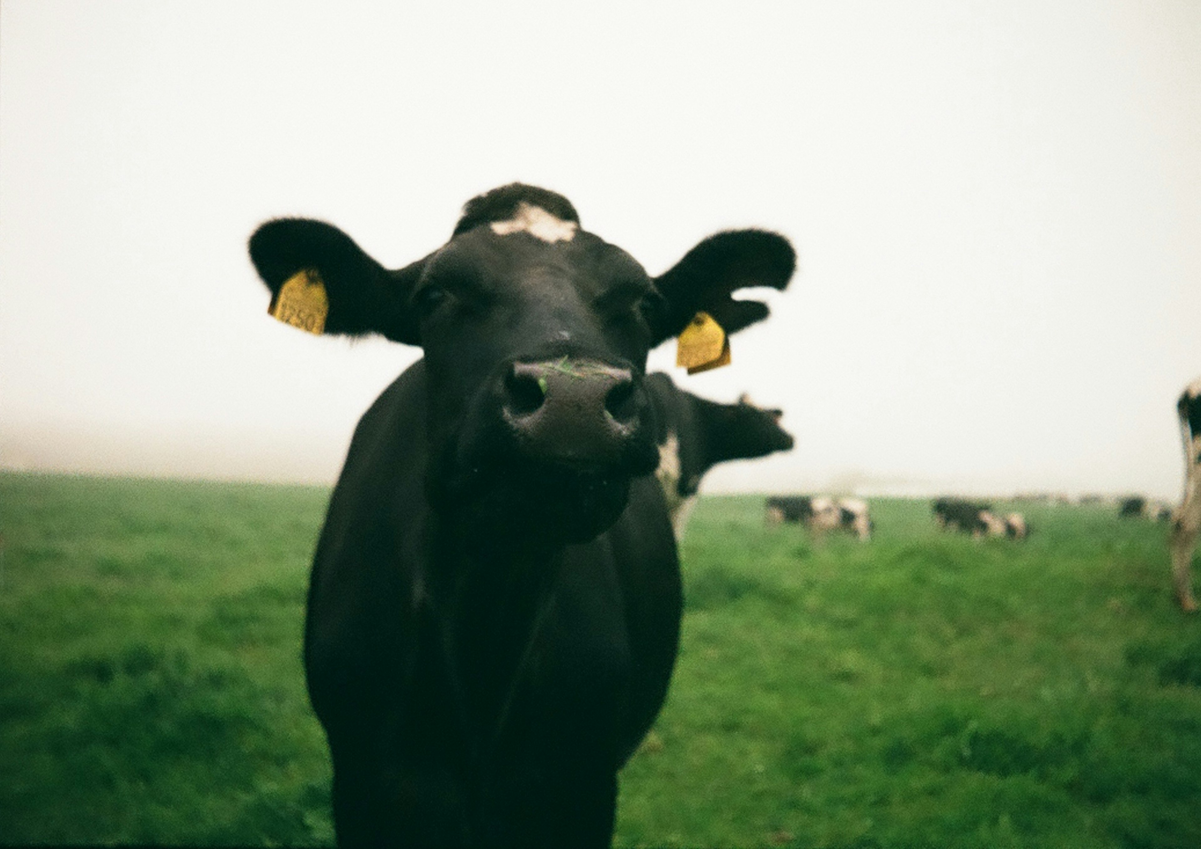 Una mucca nera che guarda la fotocamera in un campo erboso