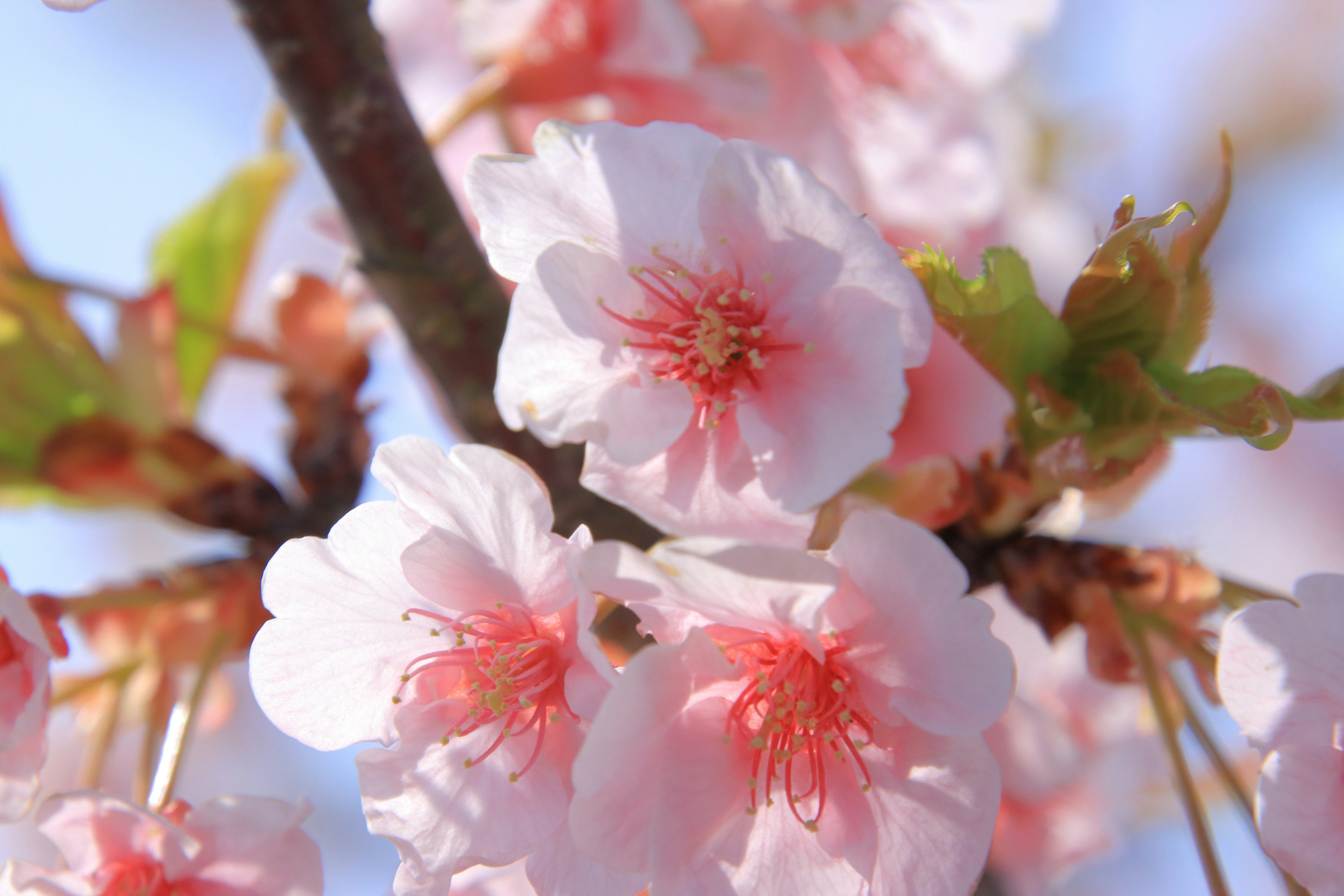 Primer plano de flores de cerezo en una rama con pétalos rosados y hojas verdes