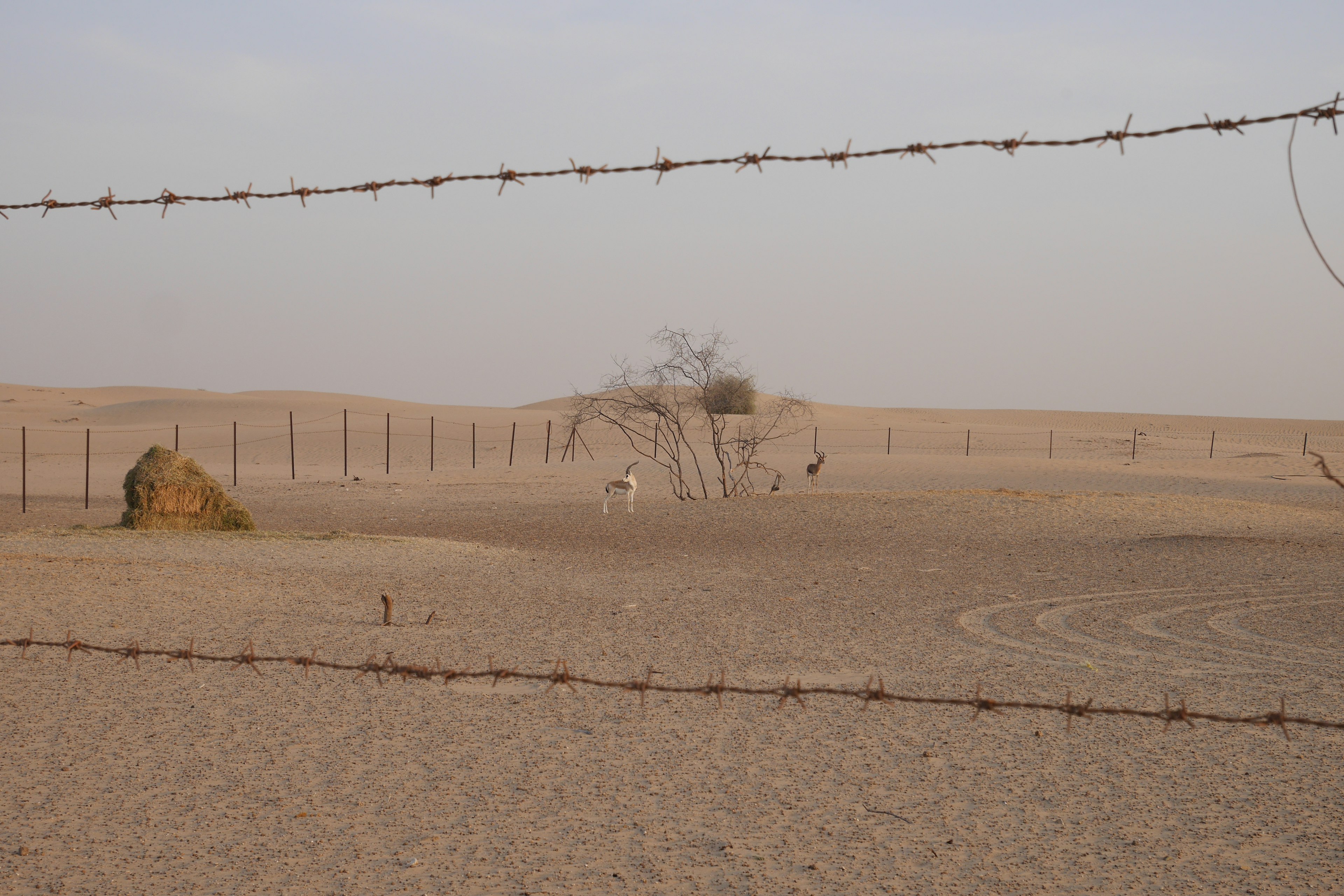 Paesaggio desertico desolato con recinzione di filo spinato e vegetazione rada