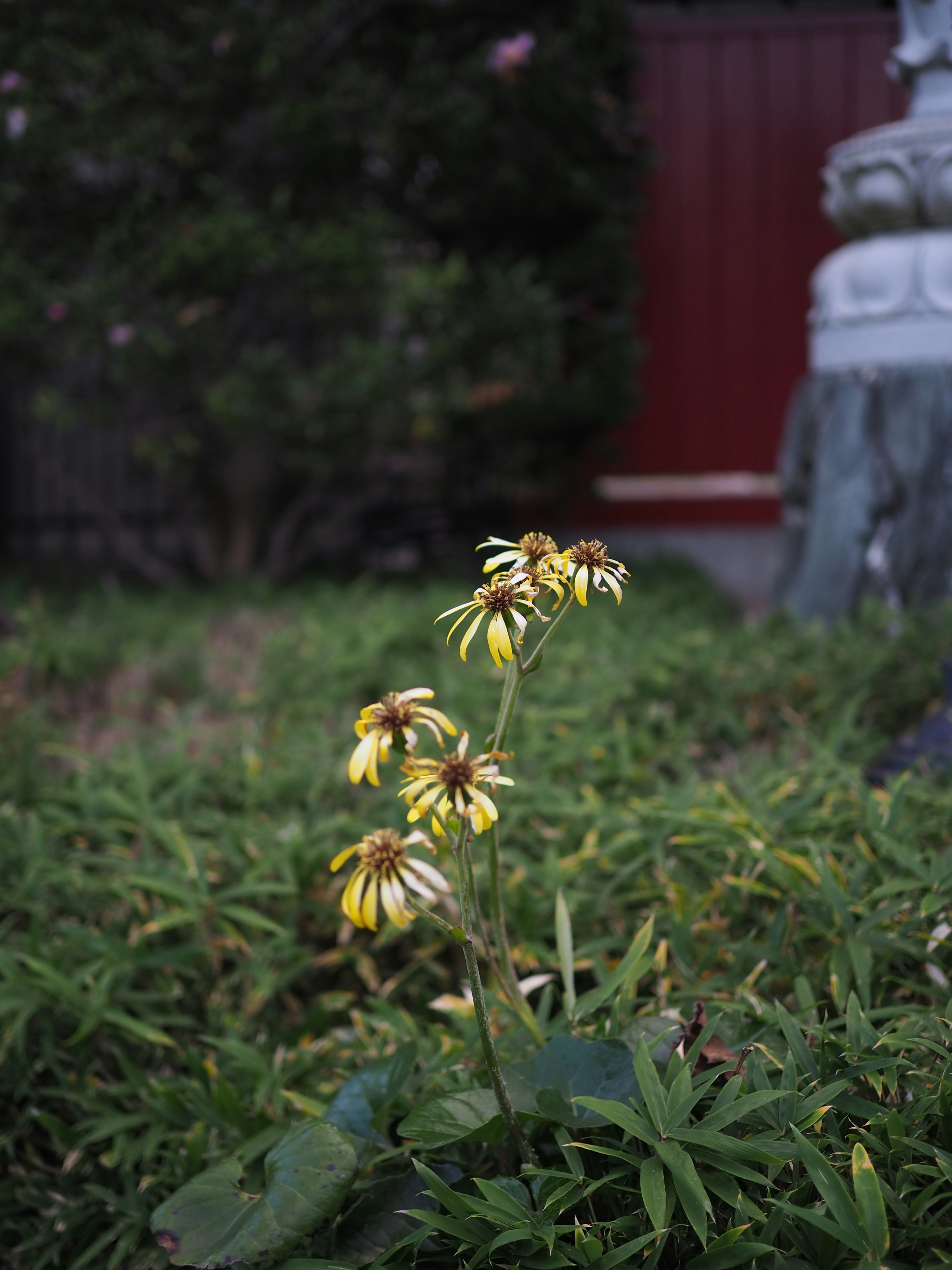 花园中的黄色花朵和绿色叶子