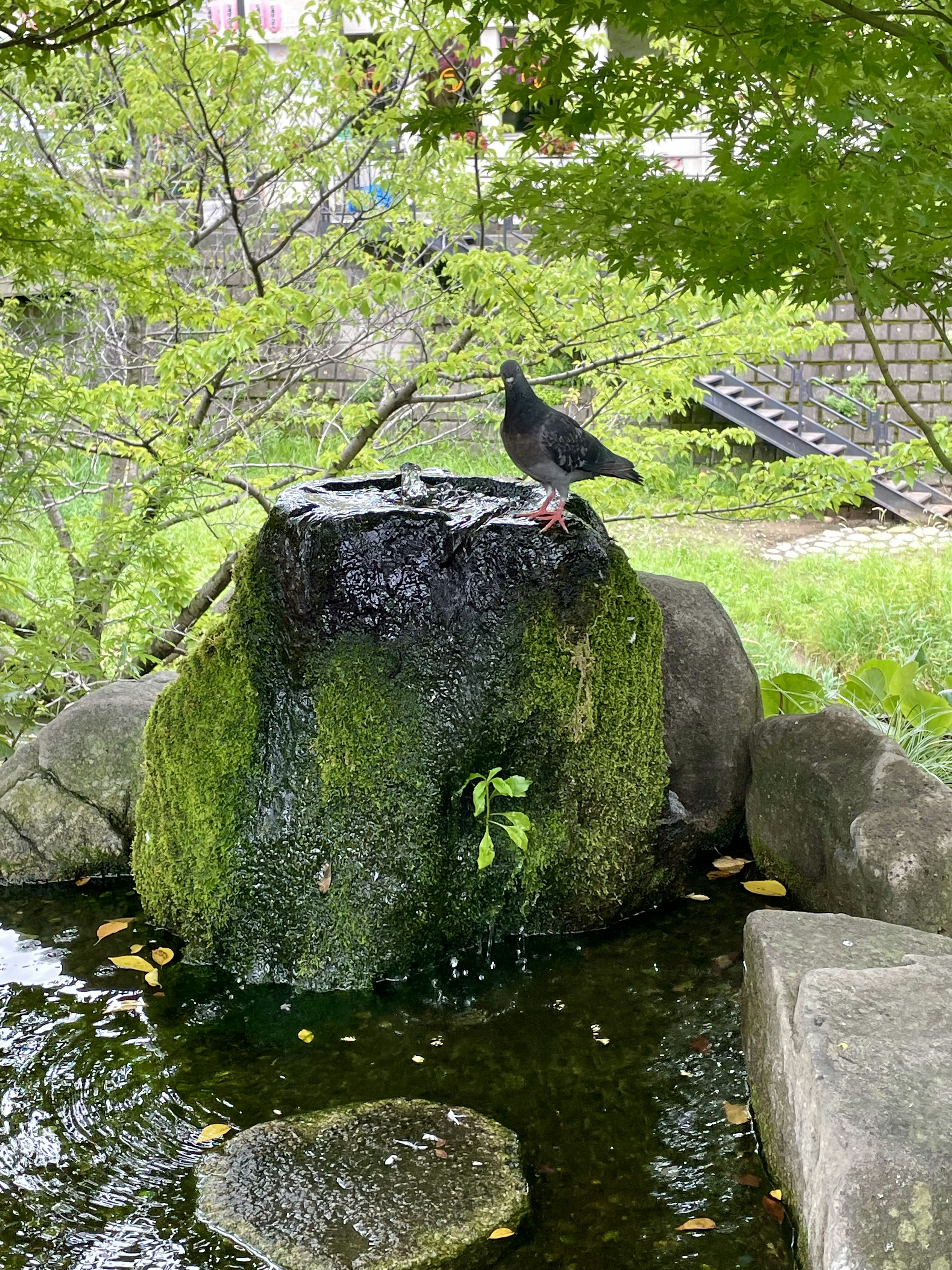 A black pigeon standing on a mossy stone above water