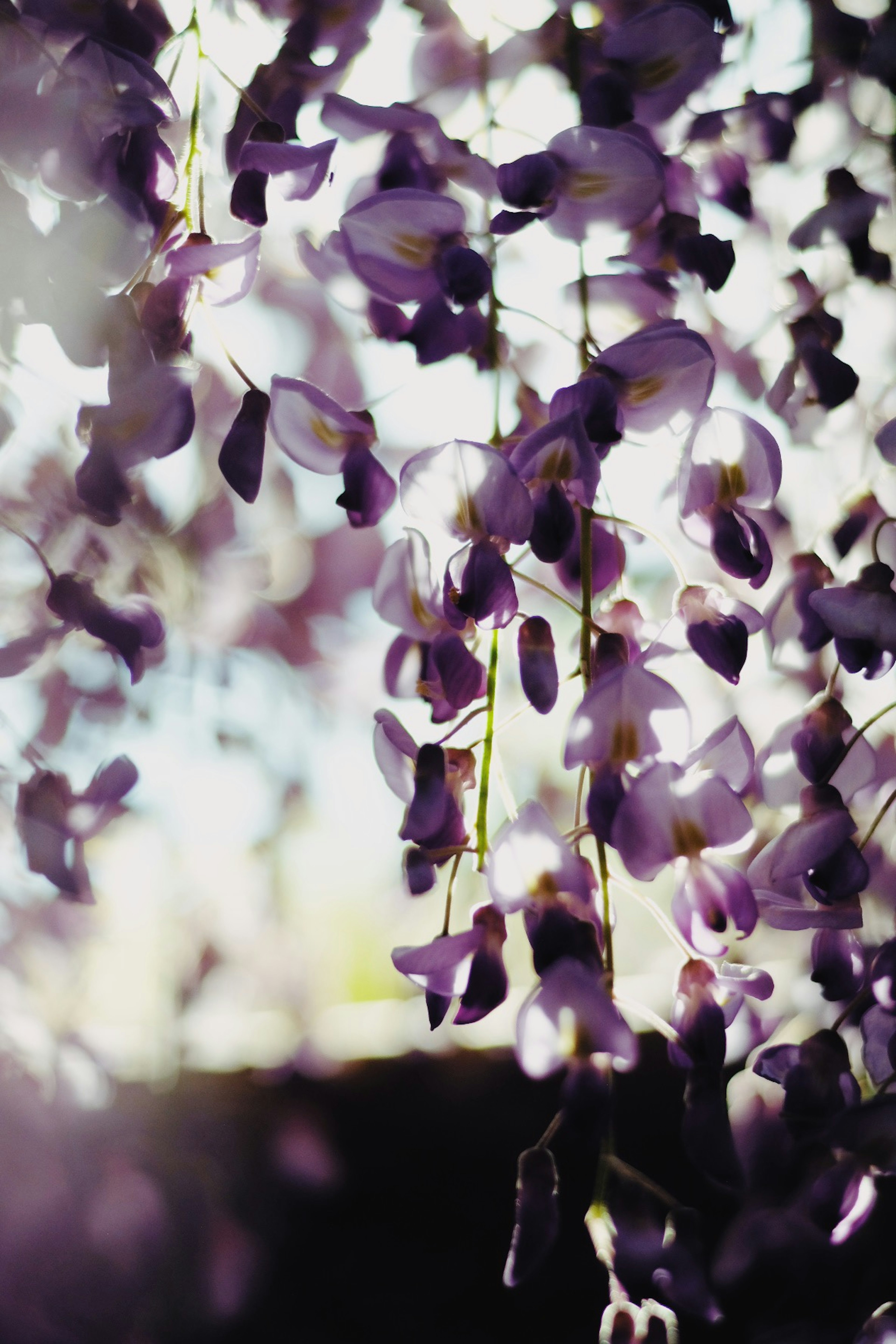 Beautiful purple wisteria flowers hanging in a blurred background