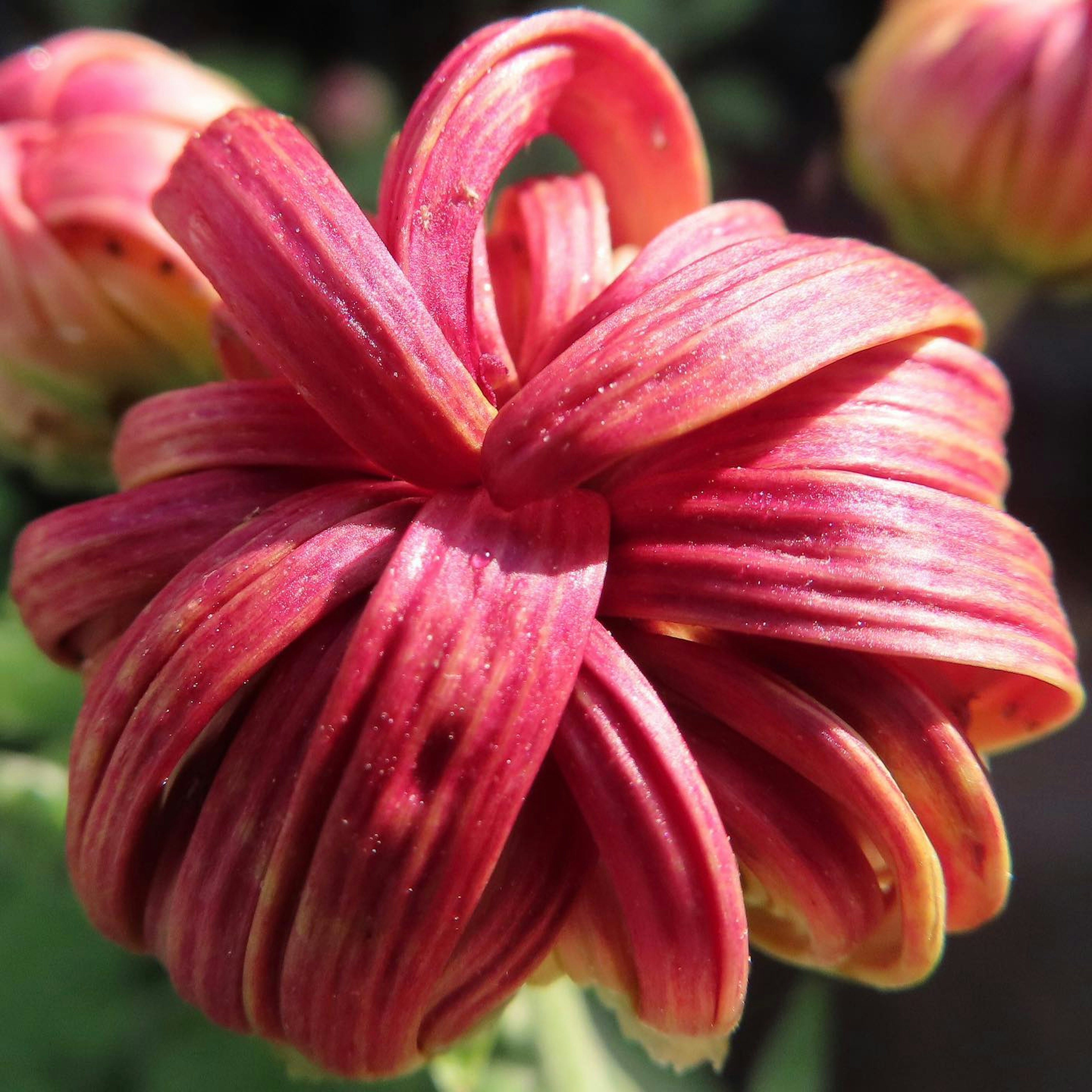 Gros plan sur une fleur rouge avec des pétales tordus uniques