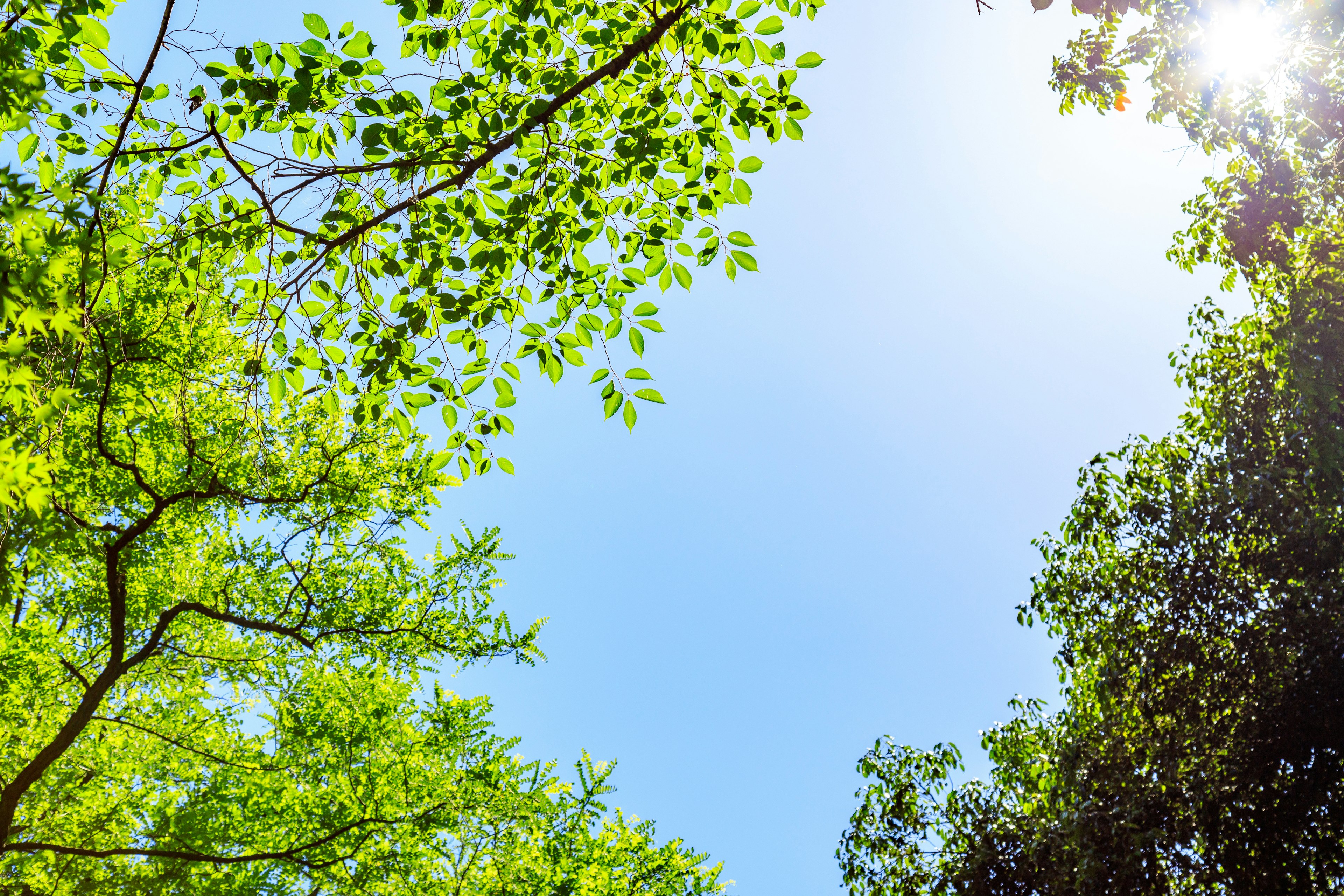 Une vue du ciel bleu encadrée par des feuilles vertes luxuriantes