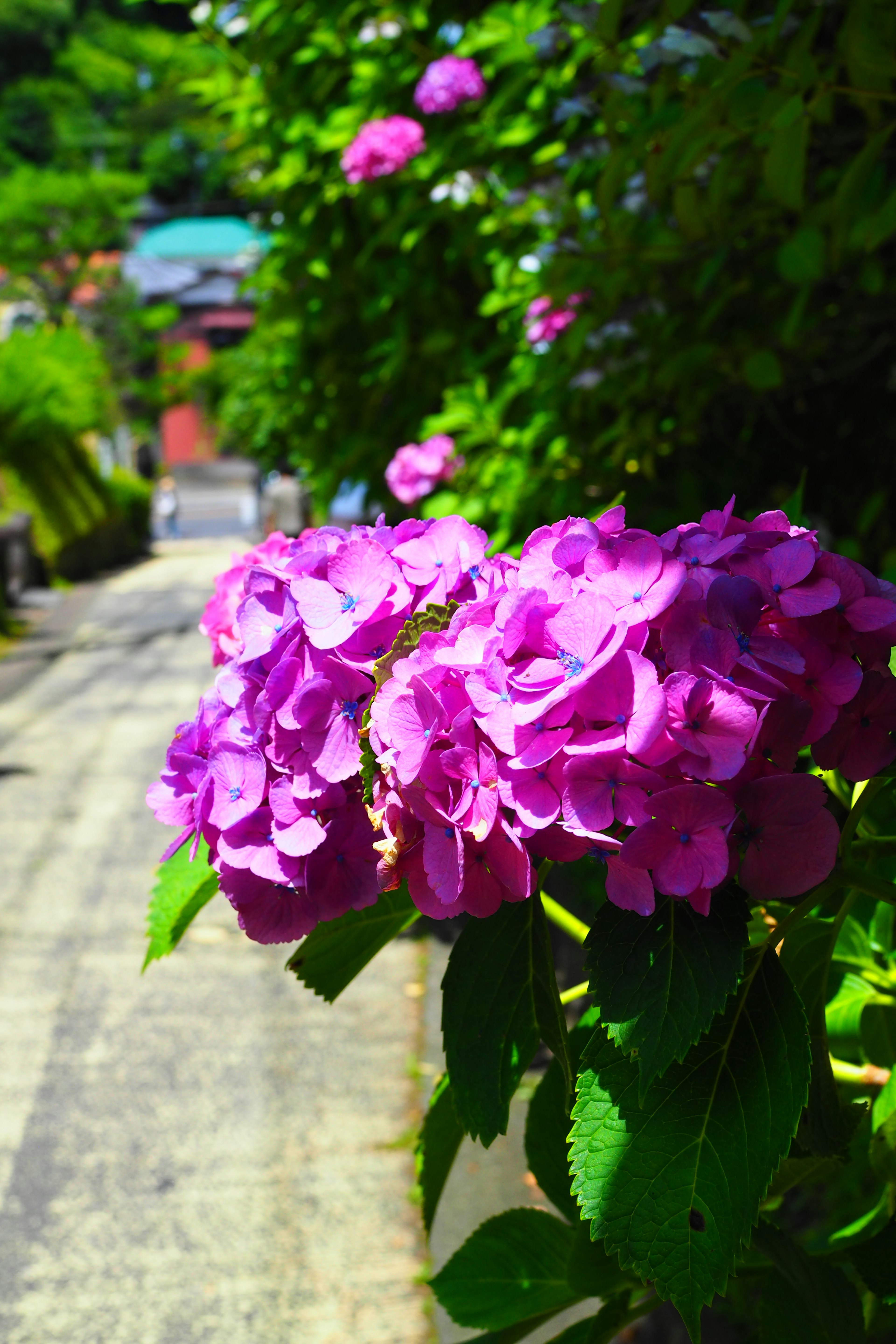 Vibrant purple flowers along a sunny pathway